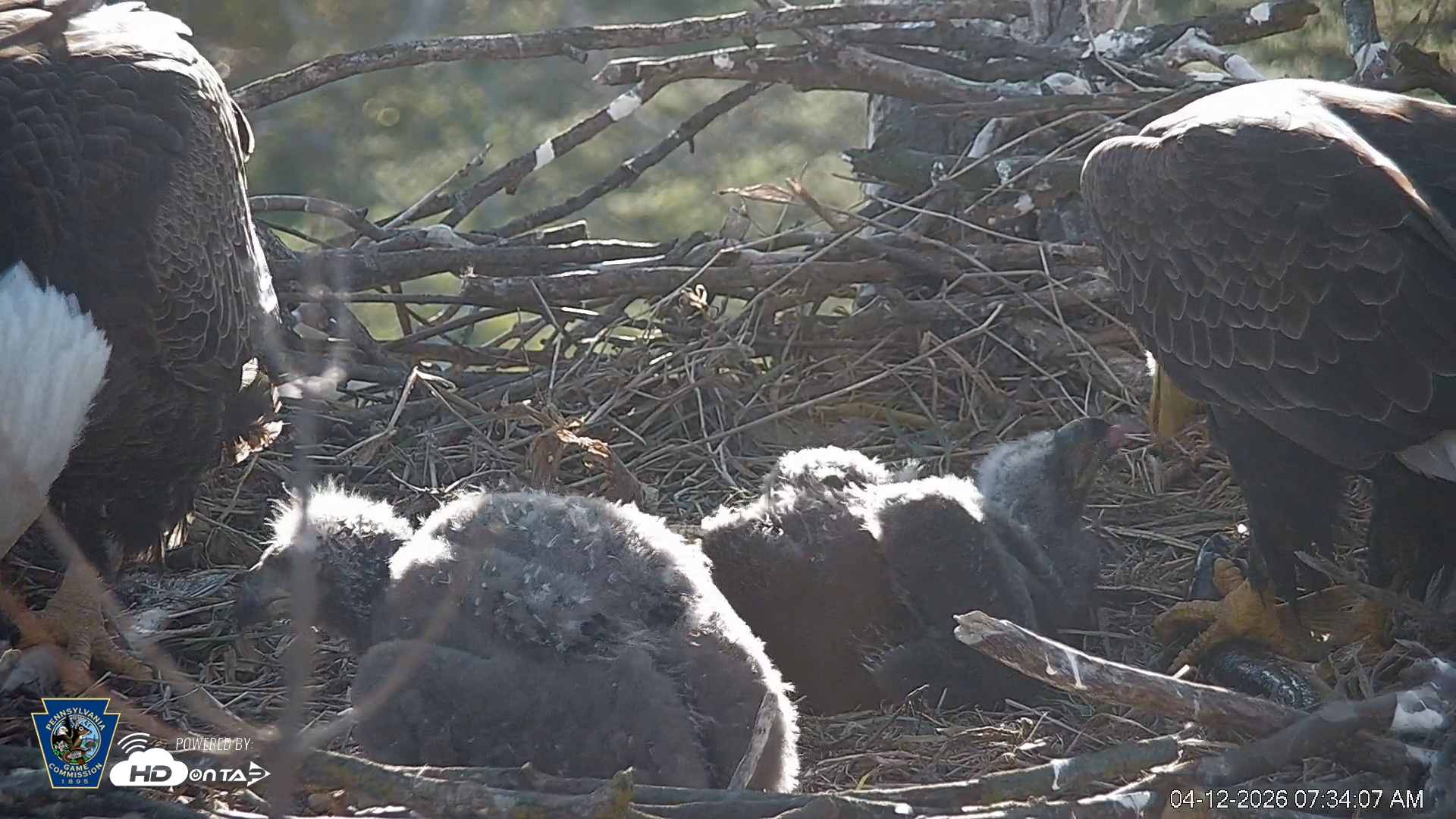 Snapshot of PA Farm Country Eagles Live Cams taken Apr 12, 2026, 7:34am EDT