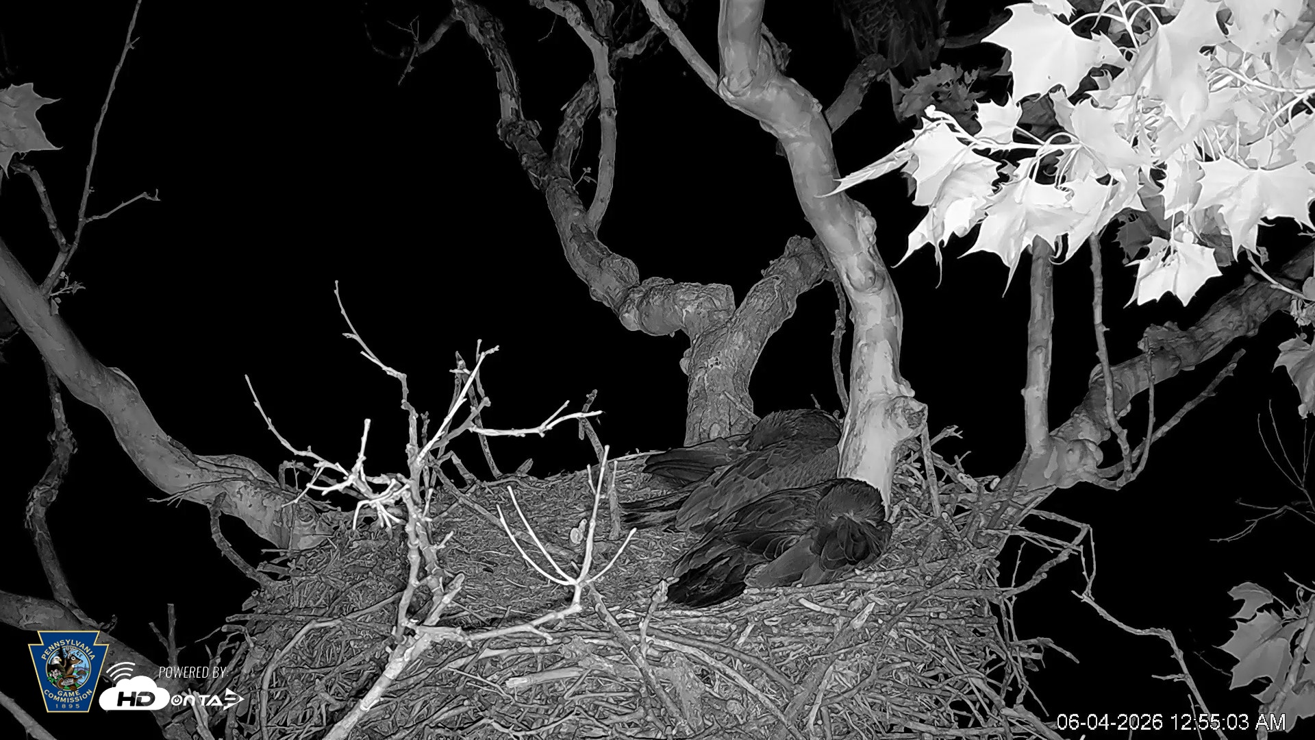 Snapshot of PA Farm Country Eagles Live Cams taken Jun 4, 2026, 12:55am EDT