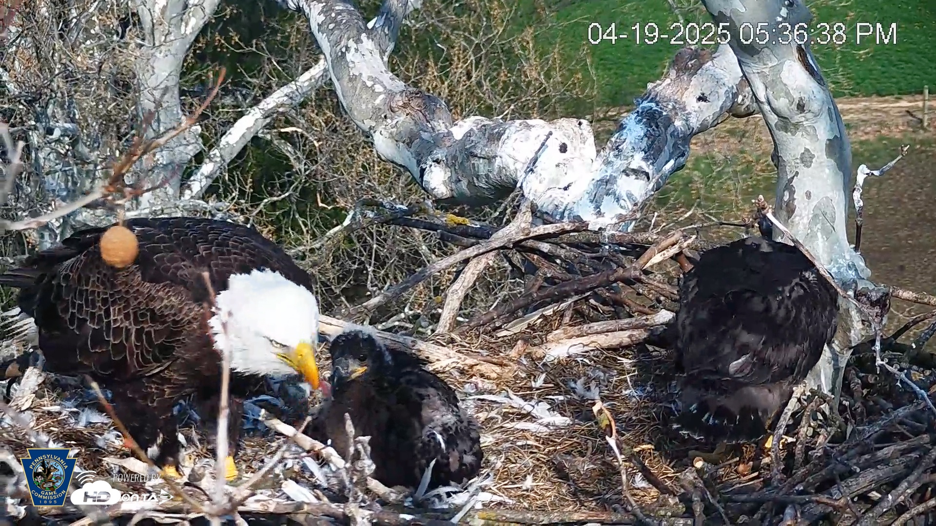 Snapshot of PA Farm Country Eagles Live Cams taken Apr 19, 2025, 5:37pm EDT
