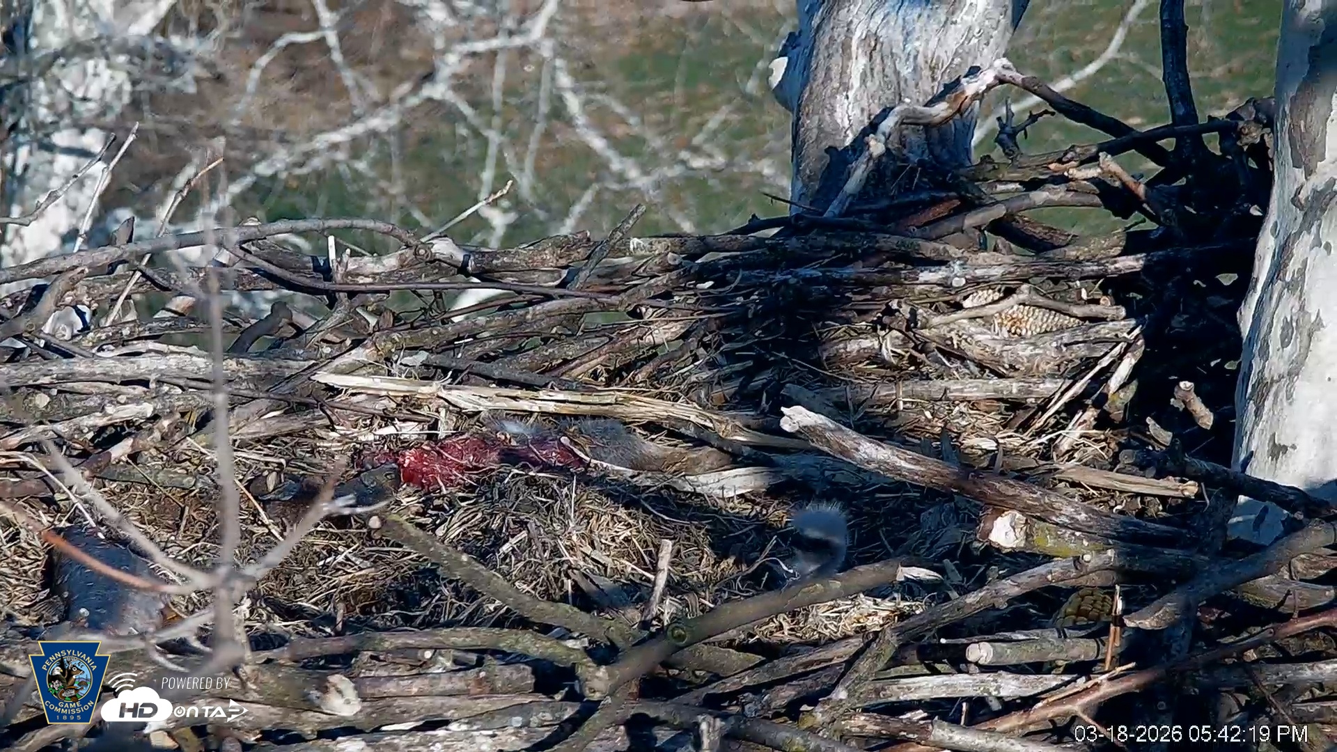 Snapshot of PA Farm Country Eagles Live Cams taken Mar 18, 2026, 5:43pm EDT