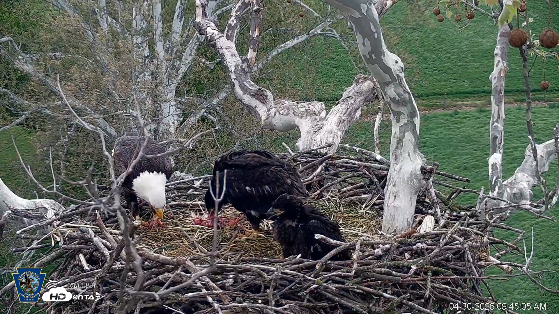 Snapshot of PA Farm Country Eagles Live Cams taken Apr 30, 2026, 9:46am EDT
