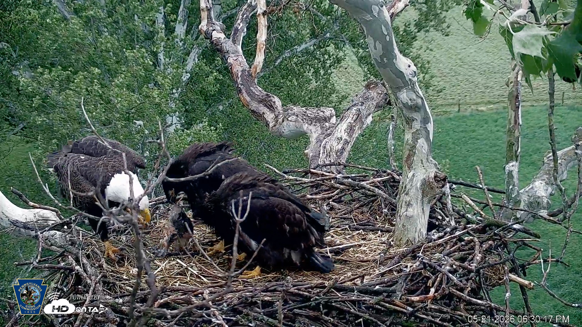 Snapshot of PA Farm Country Eagles Live Cams taken May 21, 2026, 6:32pm EDT