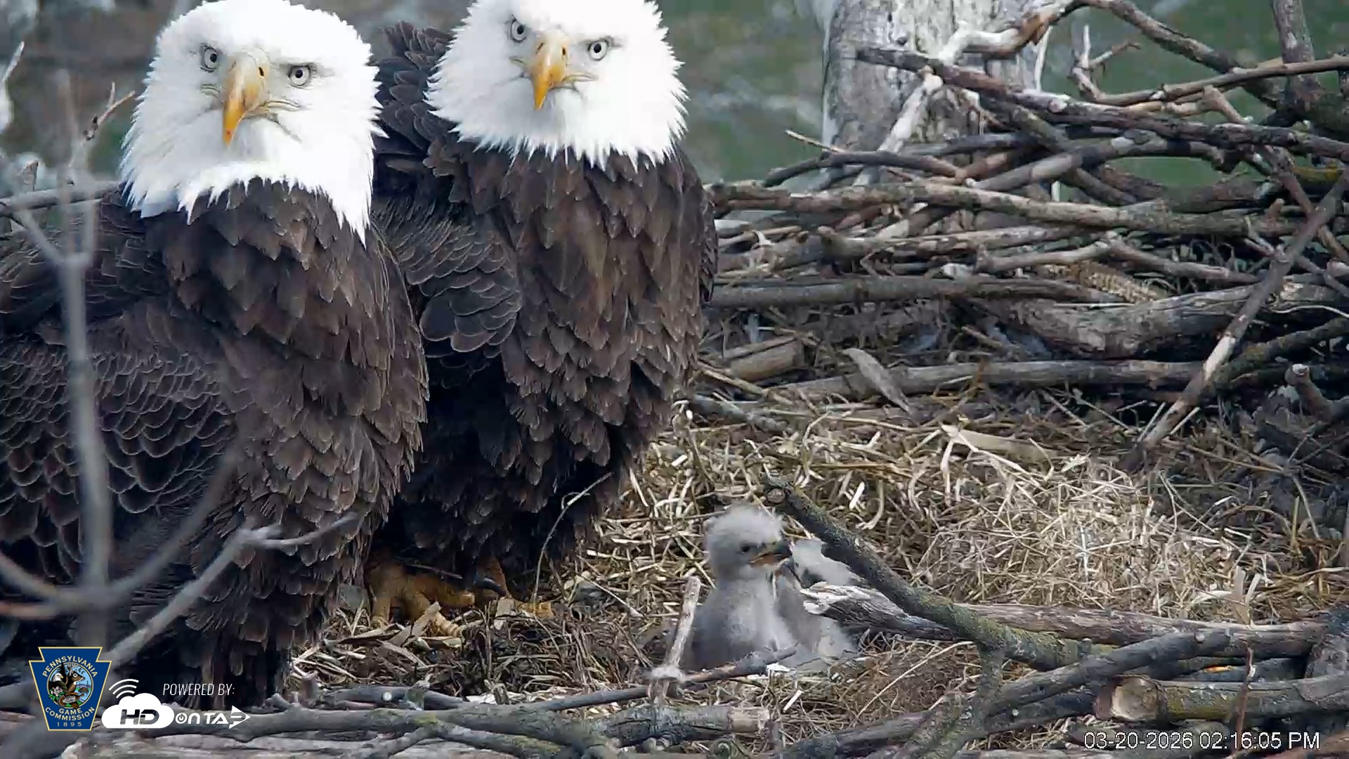 Snapshot of PA Farm Country Eagles Live Cams taken Mar 20, 2026, 2:16pm EDT