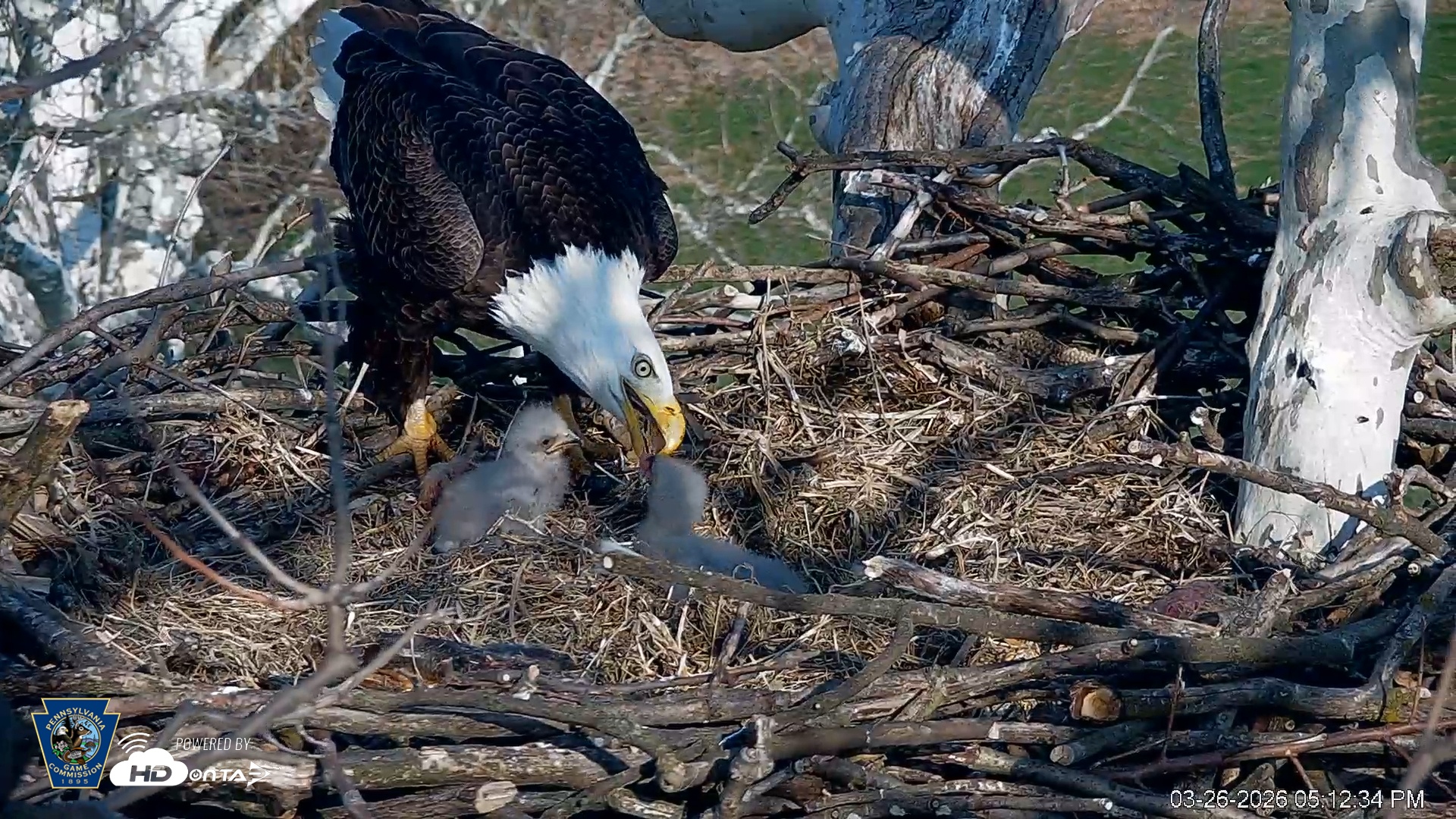 Snapshot of PA Farm Country Eagles Live Cams taken Mar 26, 2026, 5:13pm EDT