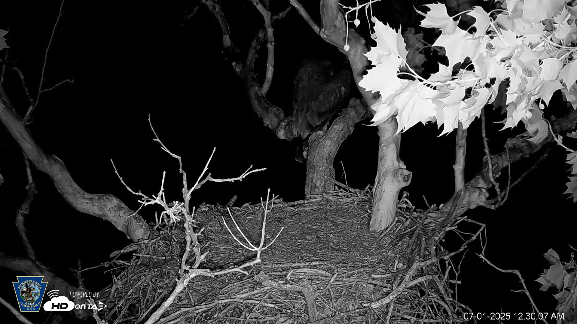 Snapshot of PA Farm Country Eagles Live Cams taken Jul 1, 2026, 12:30am EDT