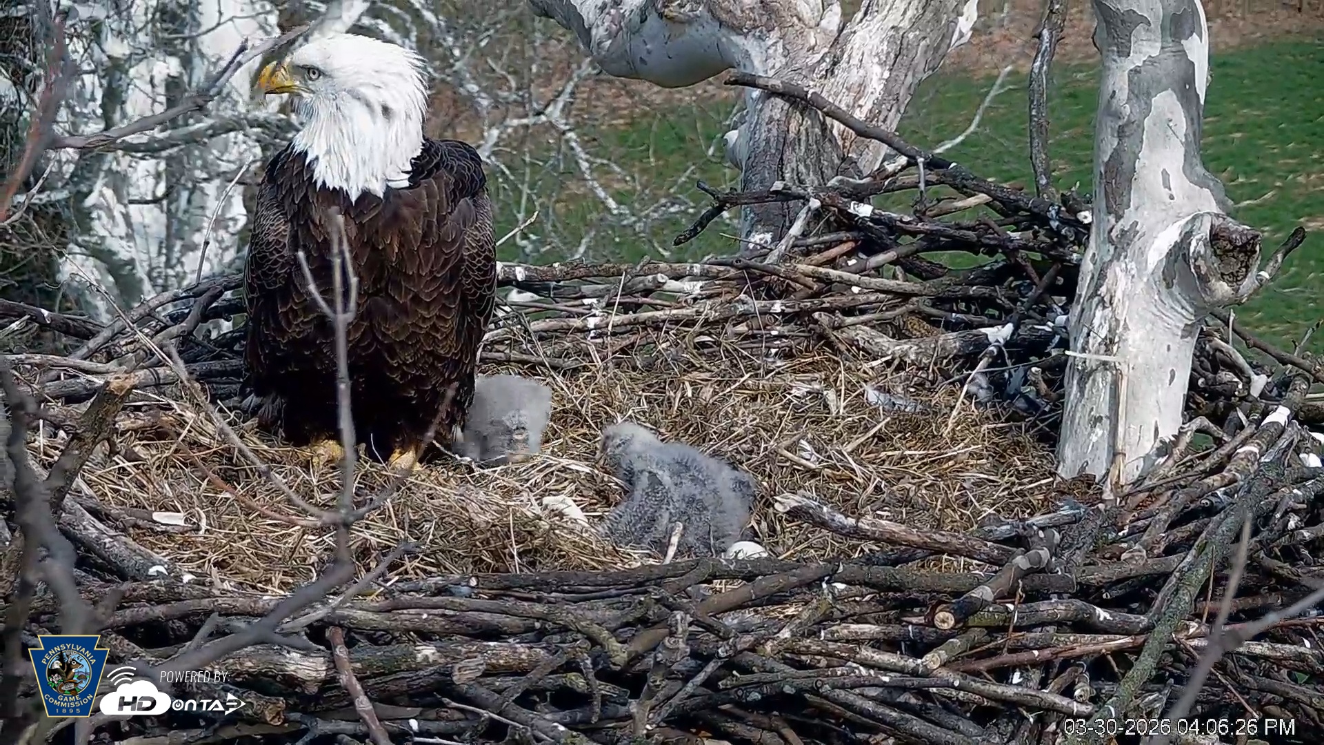 Snapshot of PA Farm Country Eagles Live Cams taken Mar 30, 2026, 4:07pm EDT