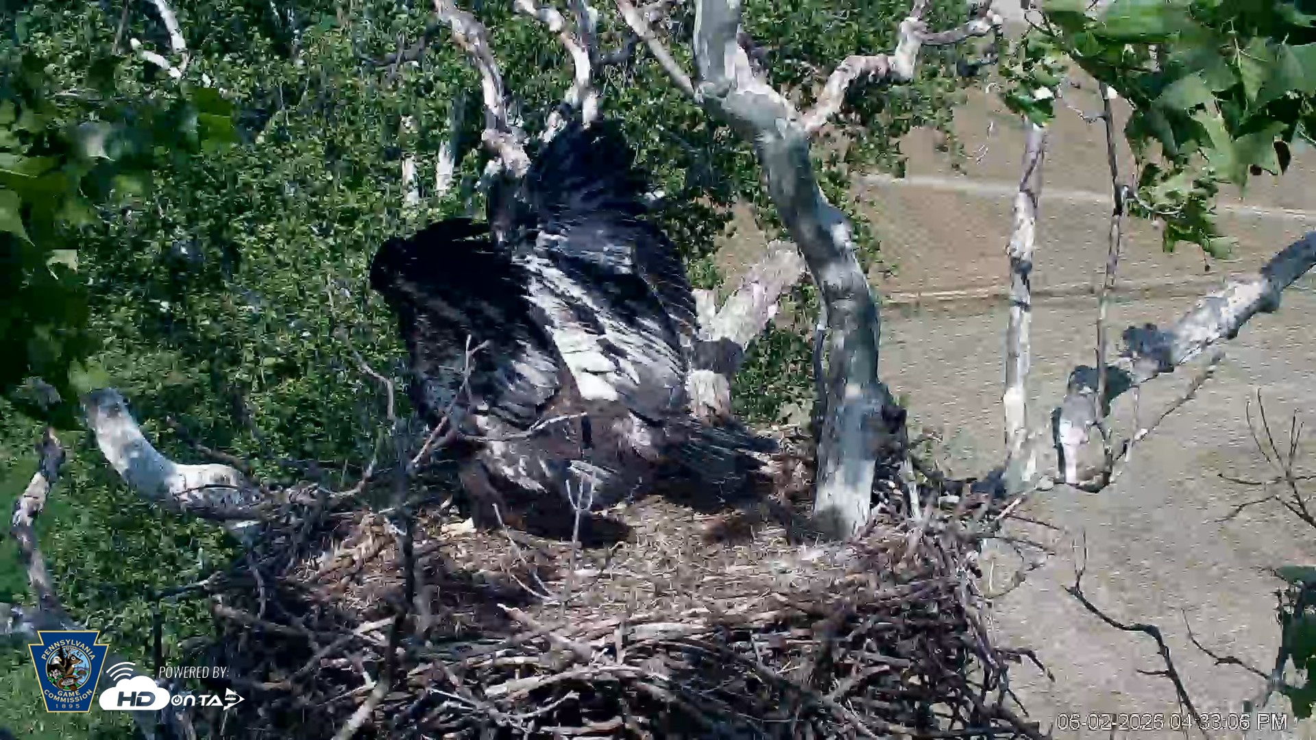 Snapshot of PA Farm Country Eagles Live Cams taken Jun 2, 2026, 4:33pm EDT