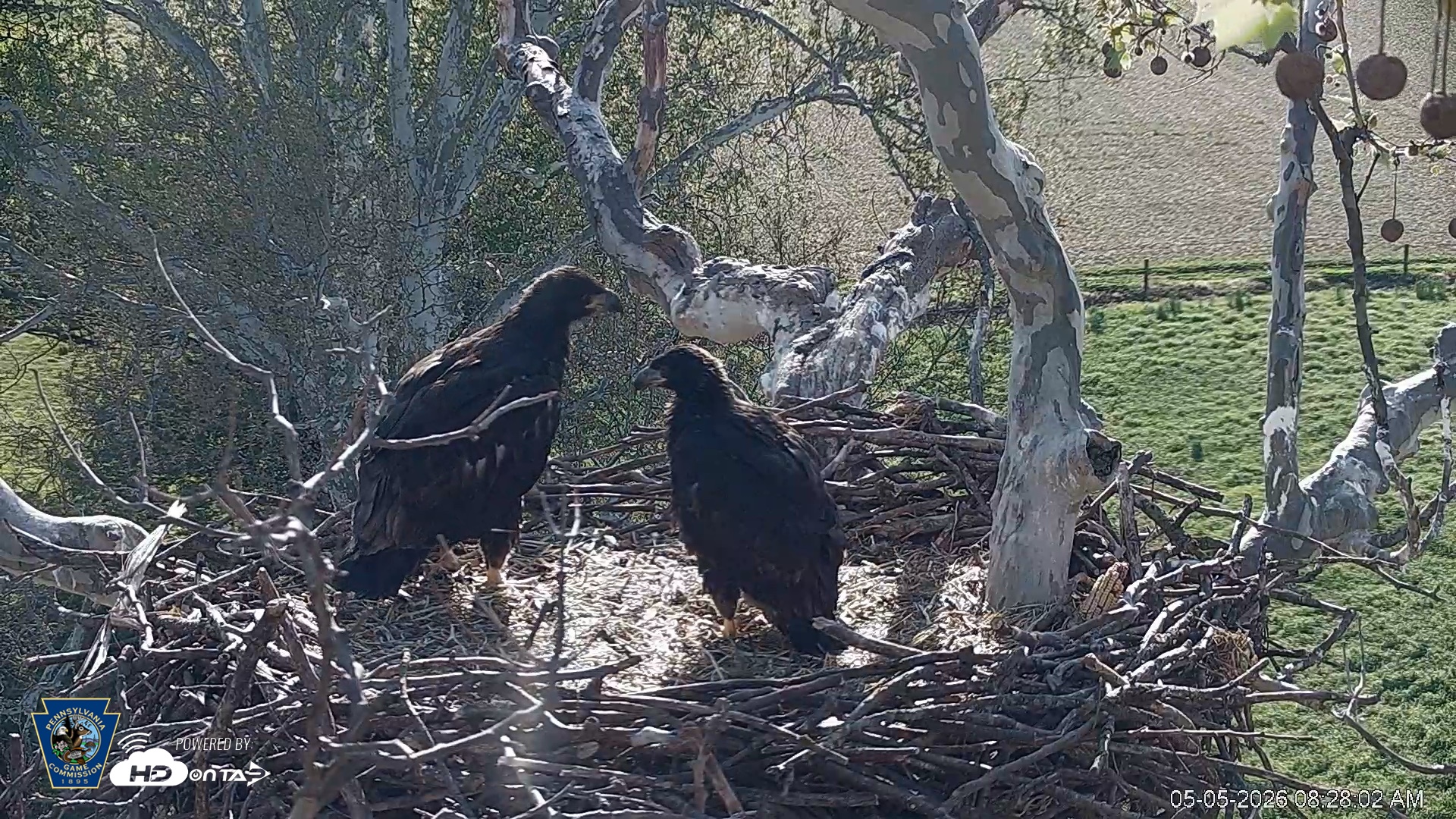 Snapshot of PA Farm Country Eagles Live Cams taken May 5, 2026, 8:28am EDT