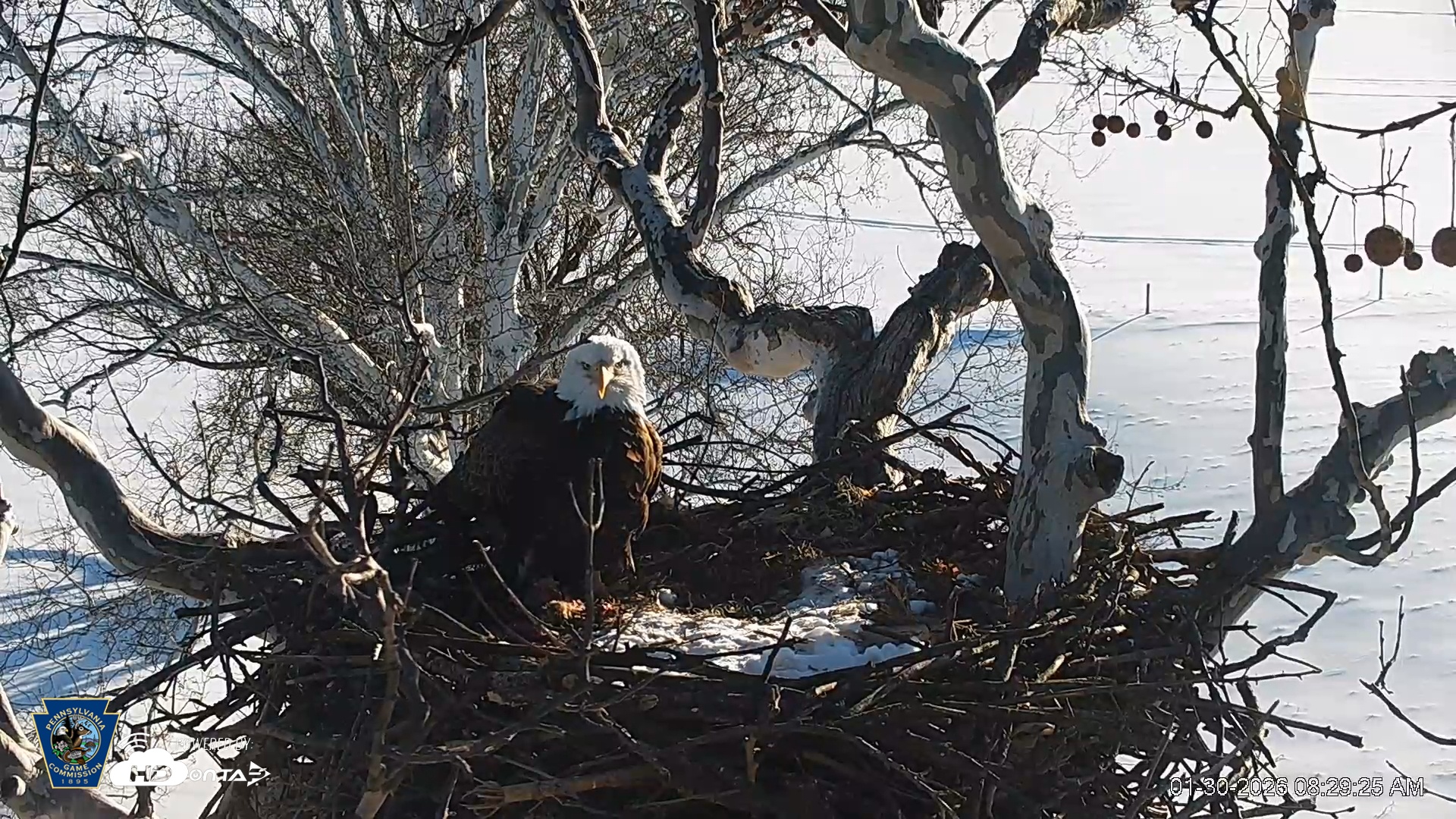 Snapshot of PA Farm Country Eagles Live Cams taken Jan 30, 2026, 8:30am EST