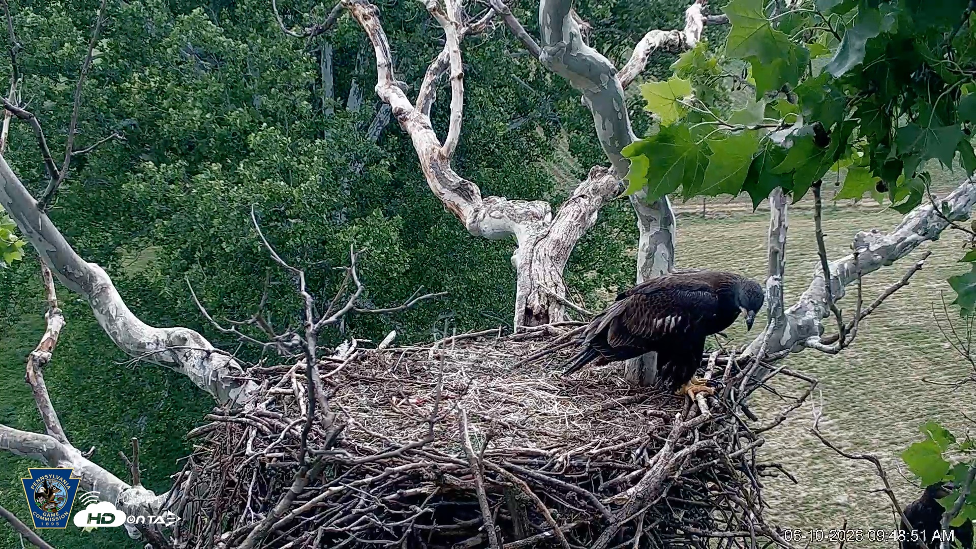 Snapshot of PA Farm Country Eagles Live Cams taken Jun 10, 2026, 9:49am EDT