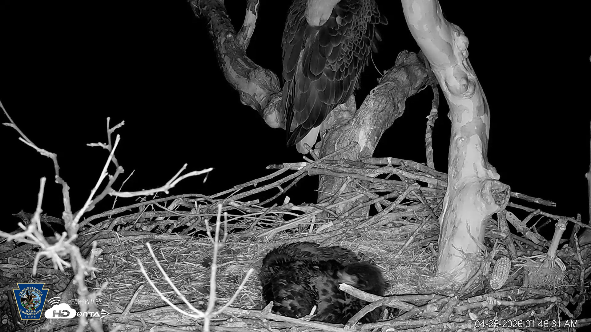 Snapshot of PA Farm Country Eagles Live Cams taken Apr 25, 2026, 1:49am EDT