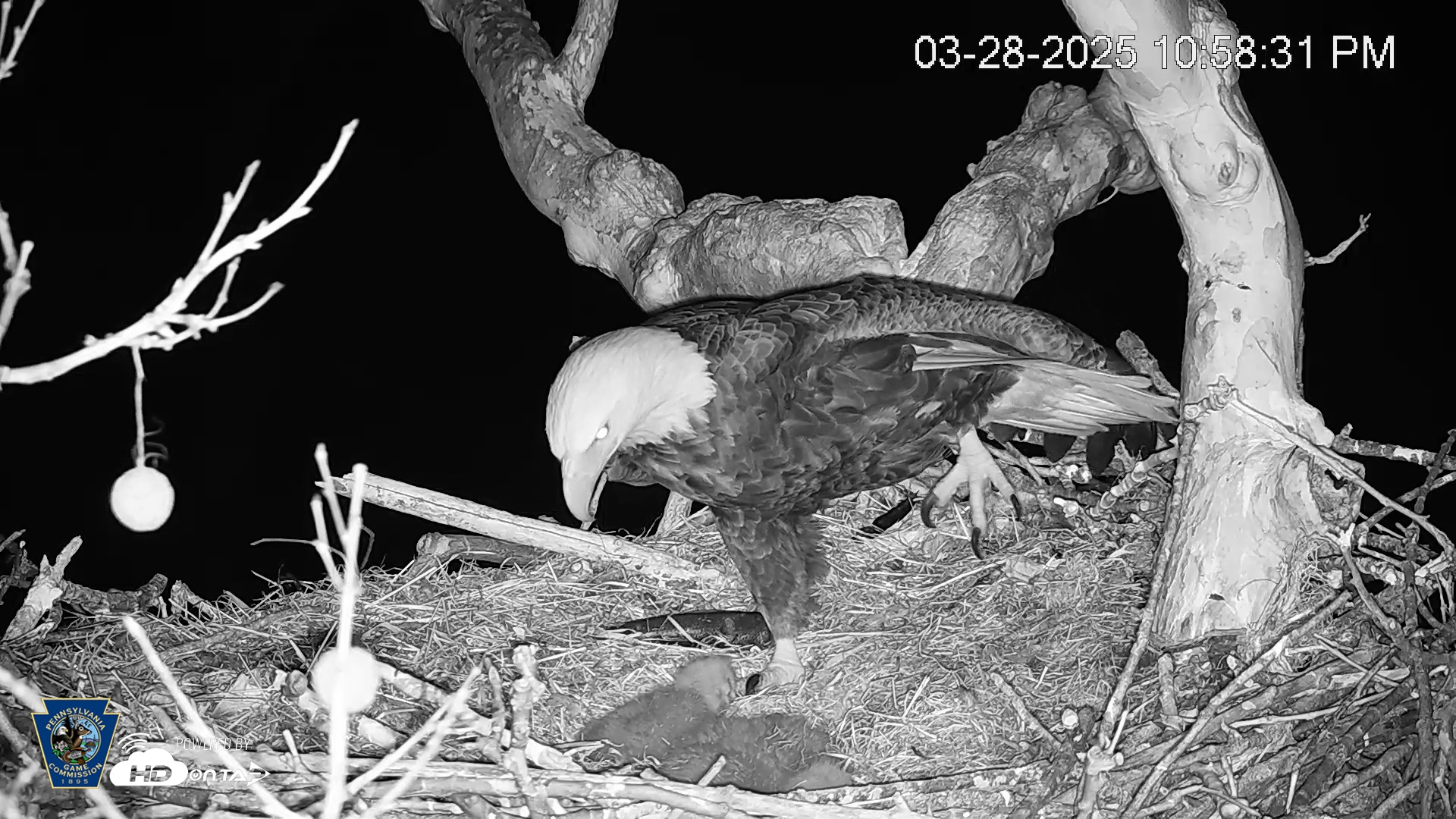 Snapshot of PA Farm Country Eagles Live Cams taken Mar 28, 2025, 10:59pm EDT