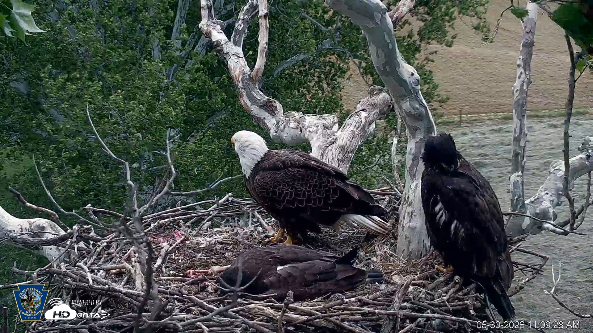 Snapshot of PA Farm Country Eagles Live Cams taken May 30, 2026, 11:10am EDT