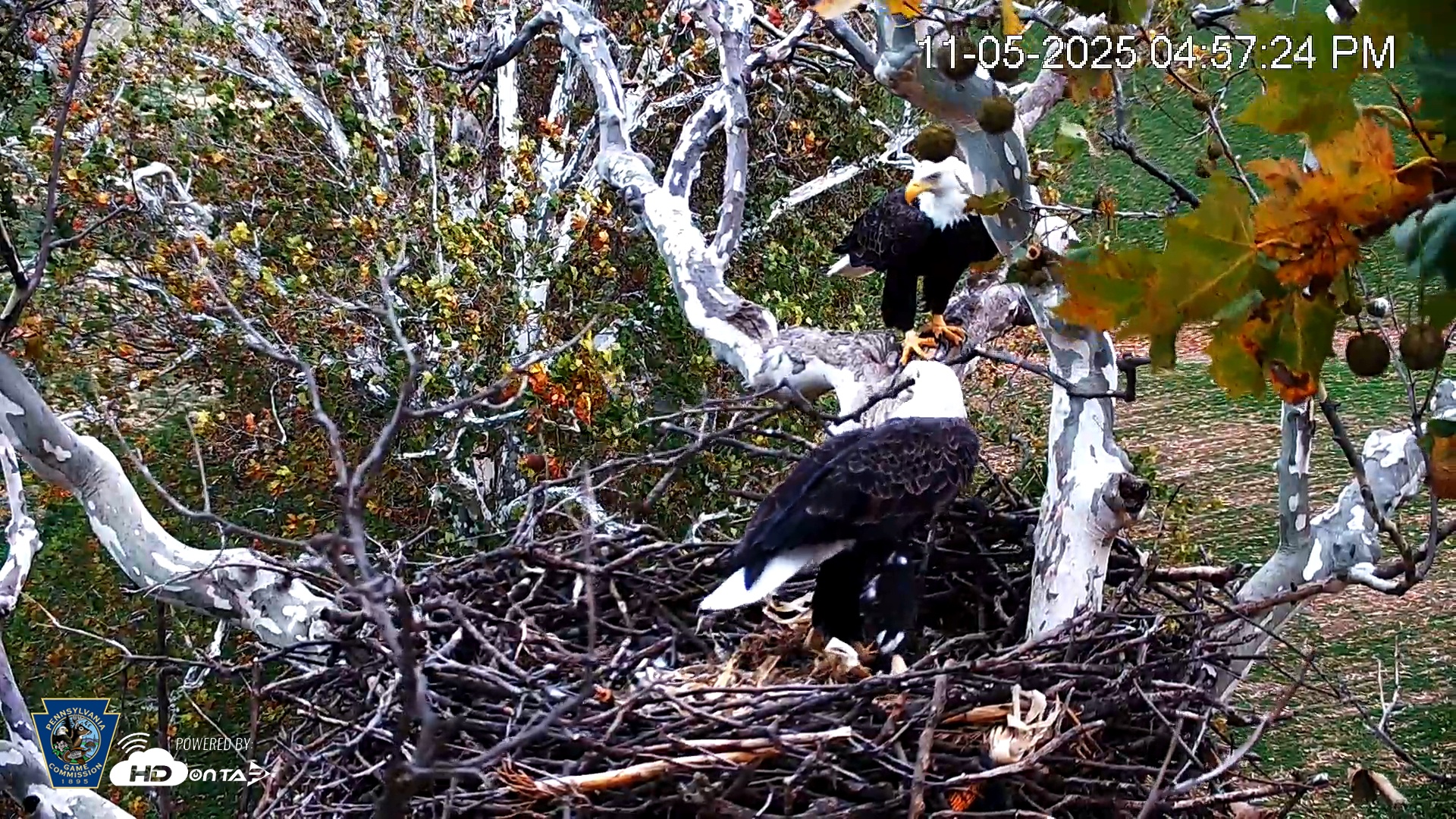 Snapshot of PA Farm Country Eagles Live Cams taken Nov 5, 2025, 4:58pm EST