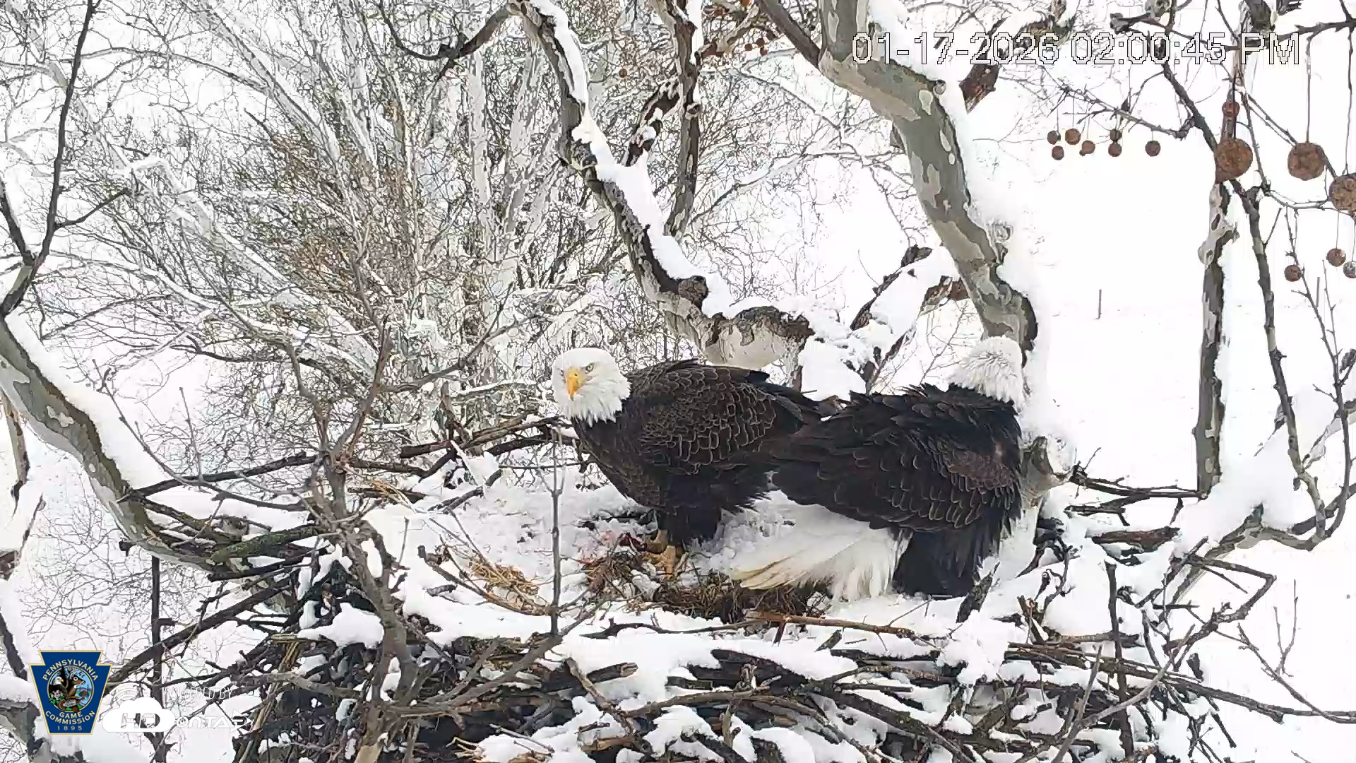 Snapshot of PA Farm Country Eagles Live Cams taken Jan 17, 2026, 2:01pm EST