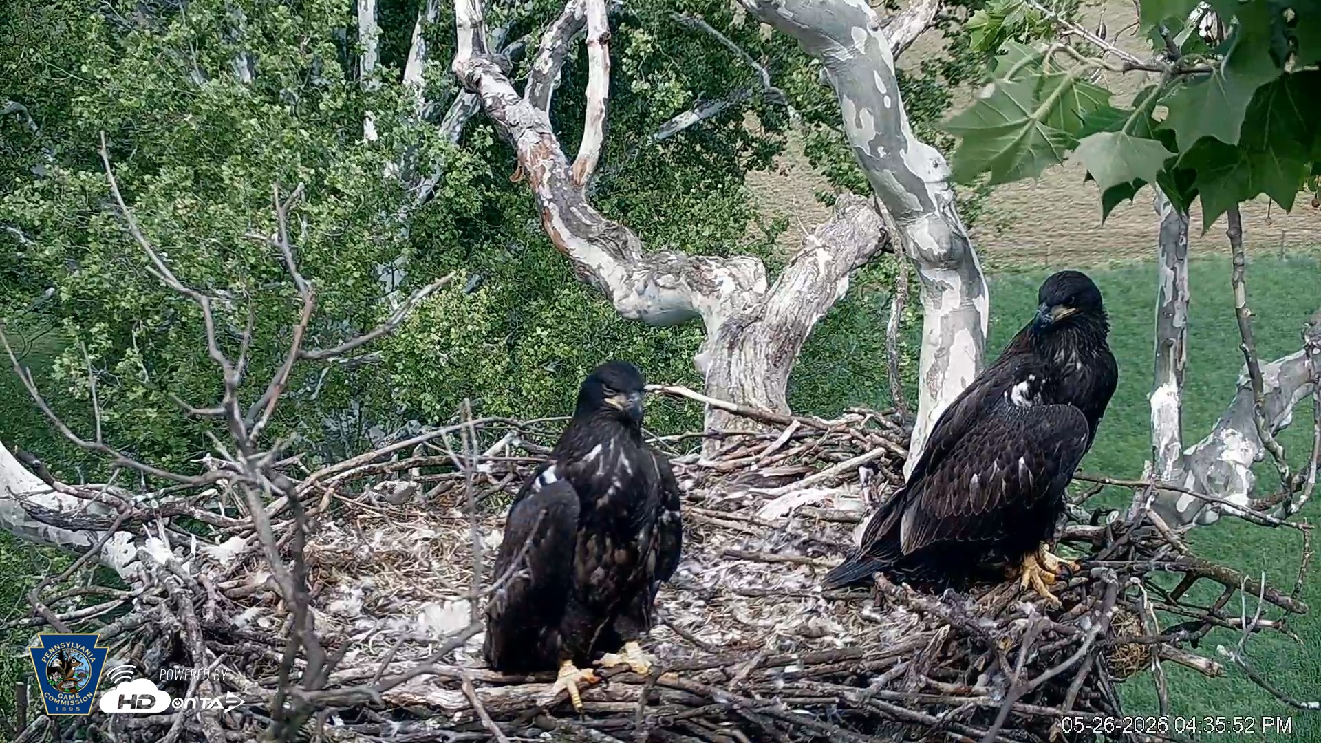 Snapshot of PA Farm Country Eagles Live Cams taken May 26, 2026, 4:36pm EDT