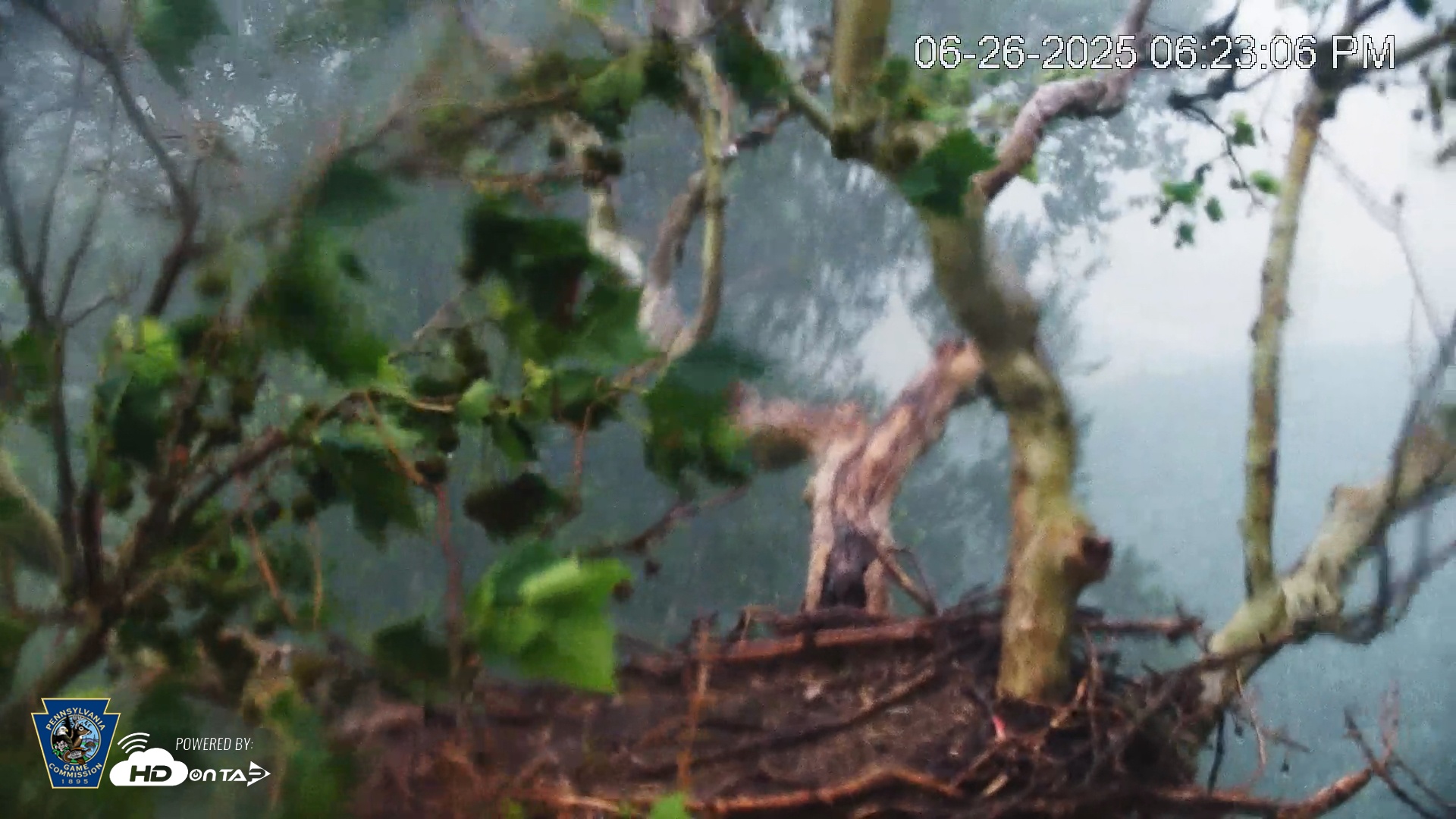 Snapshot of PA Farm Country Eagles Live Cams taken Jun 26, 2025, 6:24pm EDT