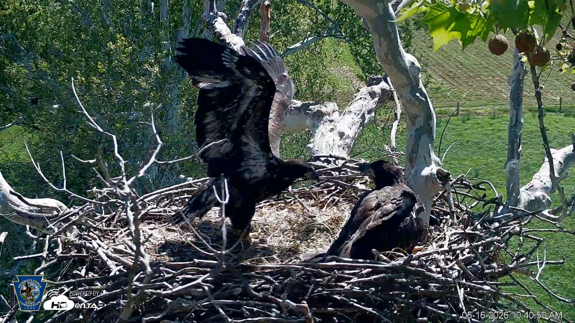 Snapshot of PA Farm Country Eagles Live Cams taken May 16, 2026, 10:41am EDT