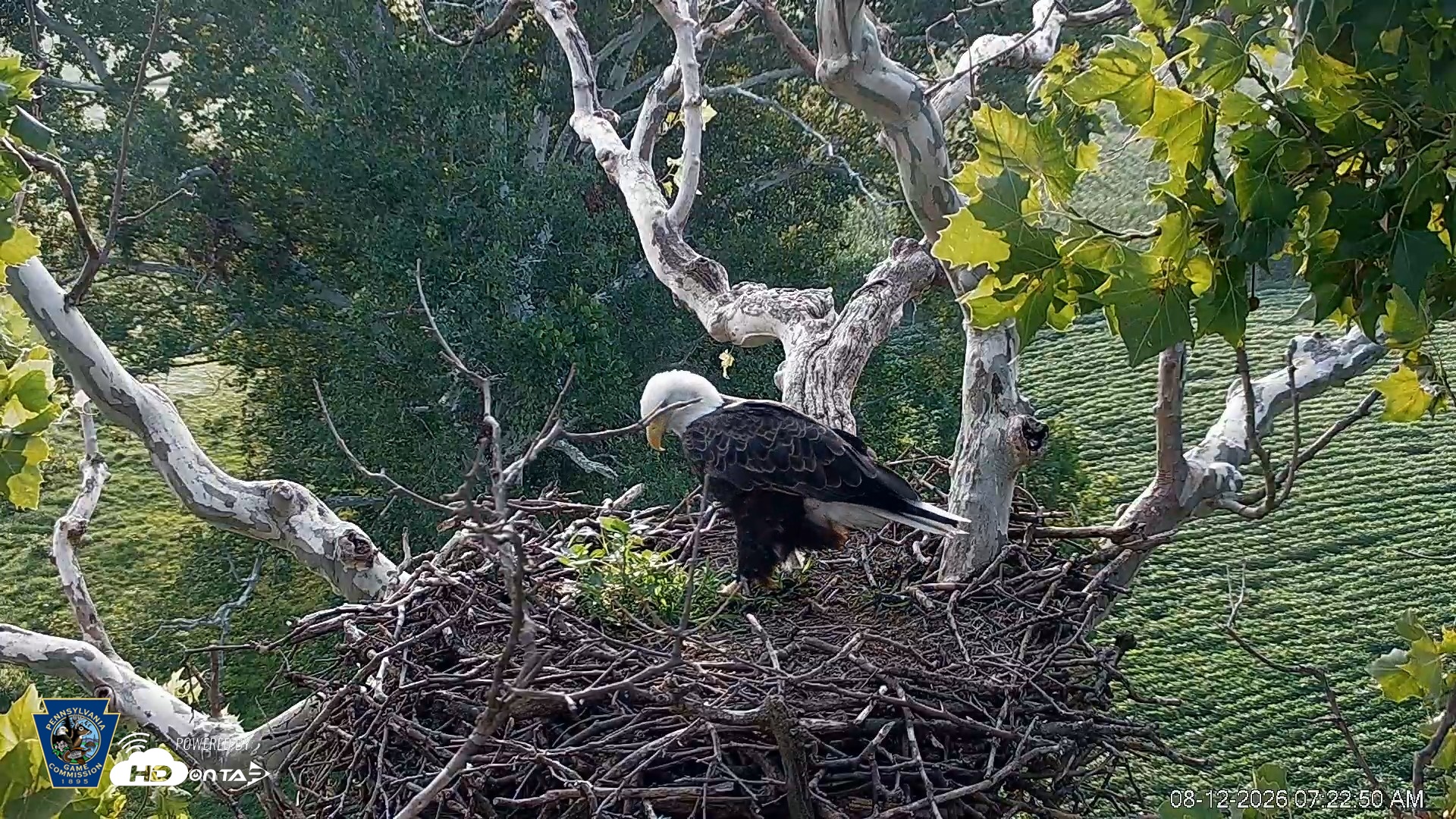 Snapshot of PA Farm Country Eagles Live Cams taken Aug 12, 2026, 7:24am EDT