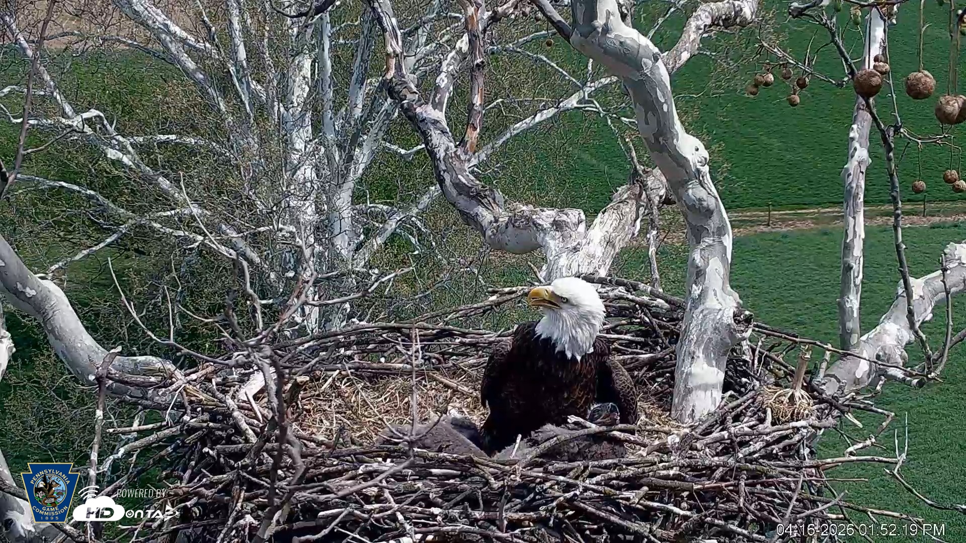 Snapshot of PA Farm Country Eagles Live Cams taken Apr 16, 2026, 1:53pm EDT