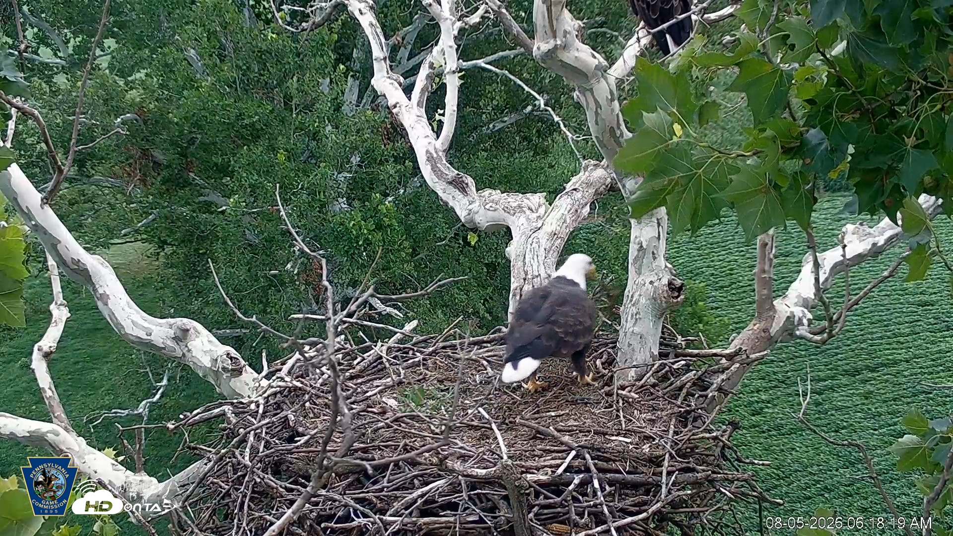 Snapshot of PA Farm Country Eagles Live Cams taken Aug 5, 2026, 6:19am EDT