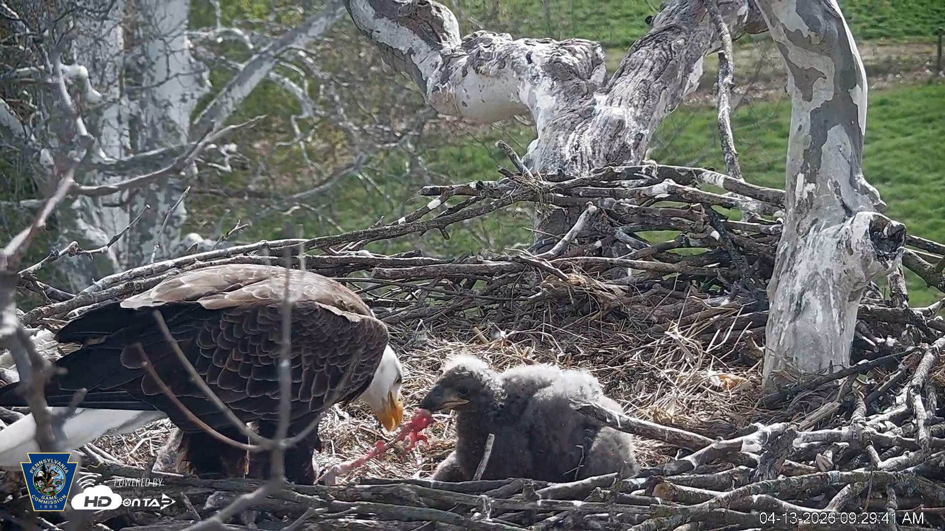 Snapshot of PA Farm Country Eagles Live Cams taken Apr 13, 2026, 9:30am EDT
