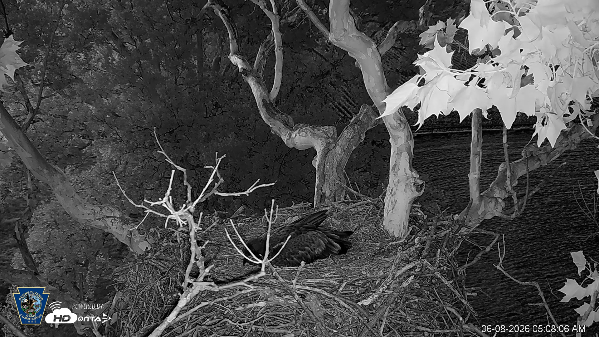 Snapshot of PA Farm Country Eagles Live Cams taken Jun 8, 2026, 5:08am EDT