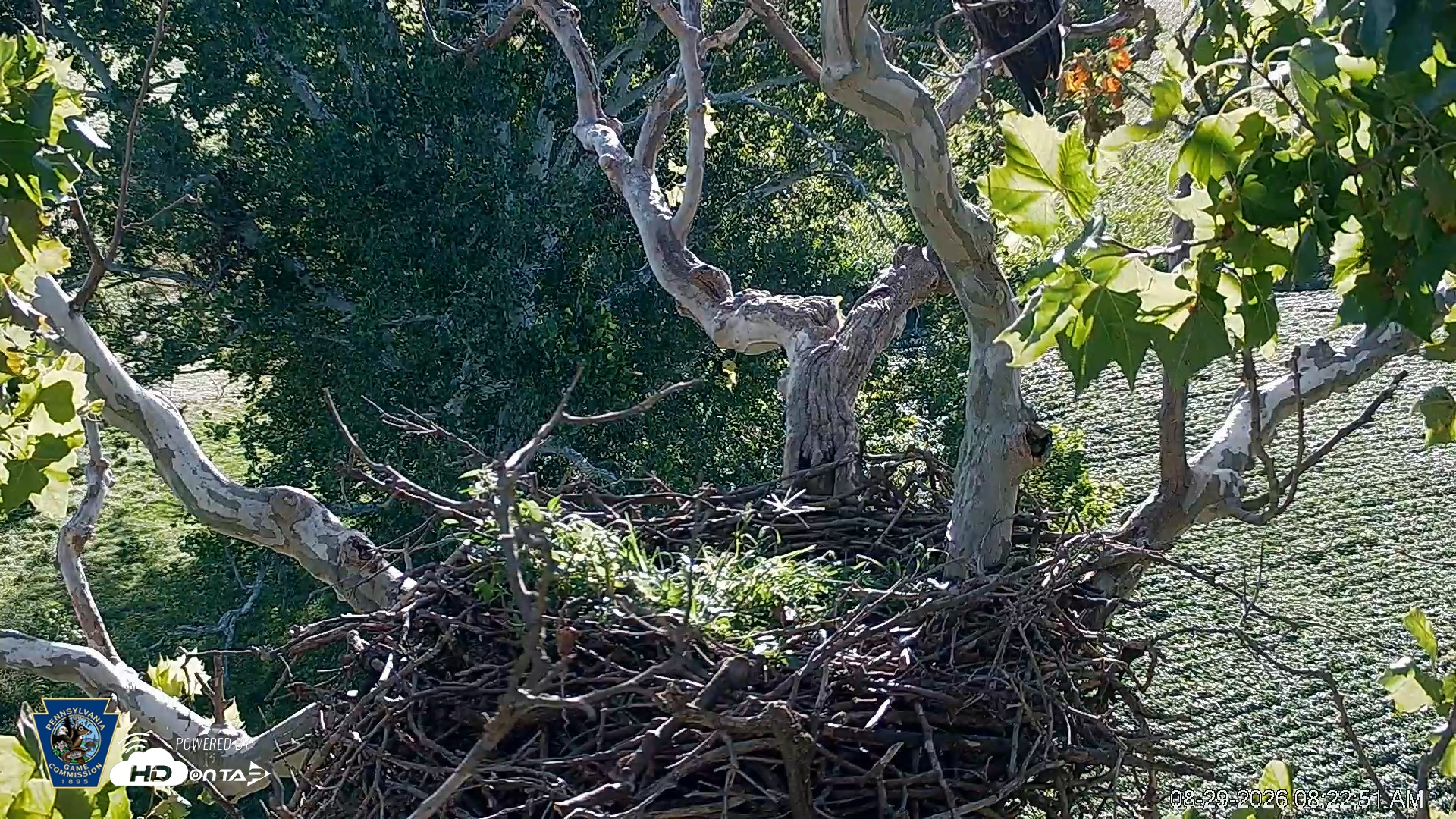 Snapshot of PA Farm Country Eagles Live Cams taken Aug 29, 2026, 8:23am EDT