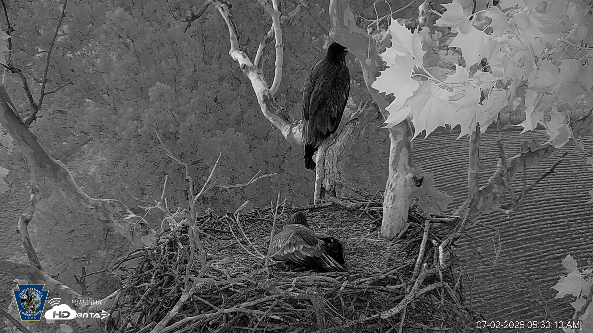 Snapshot of PA Farm Country Eagles Live Cams taken Jul 2, 2026, 5:31am EDT