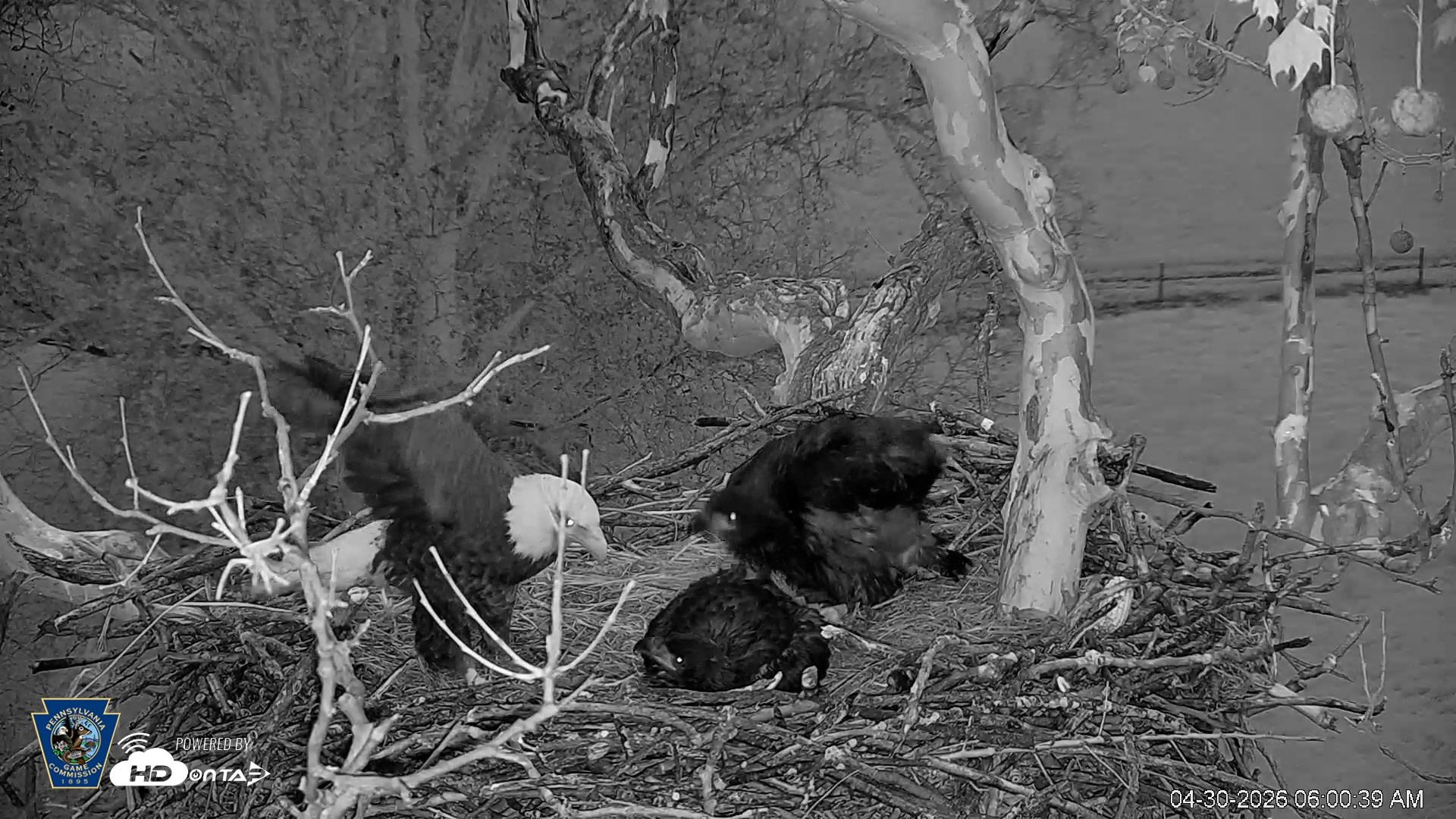 Snapshot of PA Farm Country Eagles Live Cams taken Apr 30, 2026, 6:02am EDT