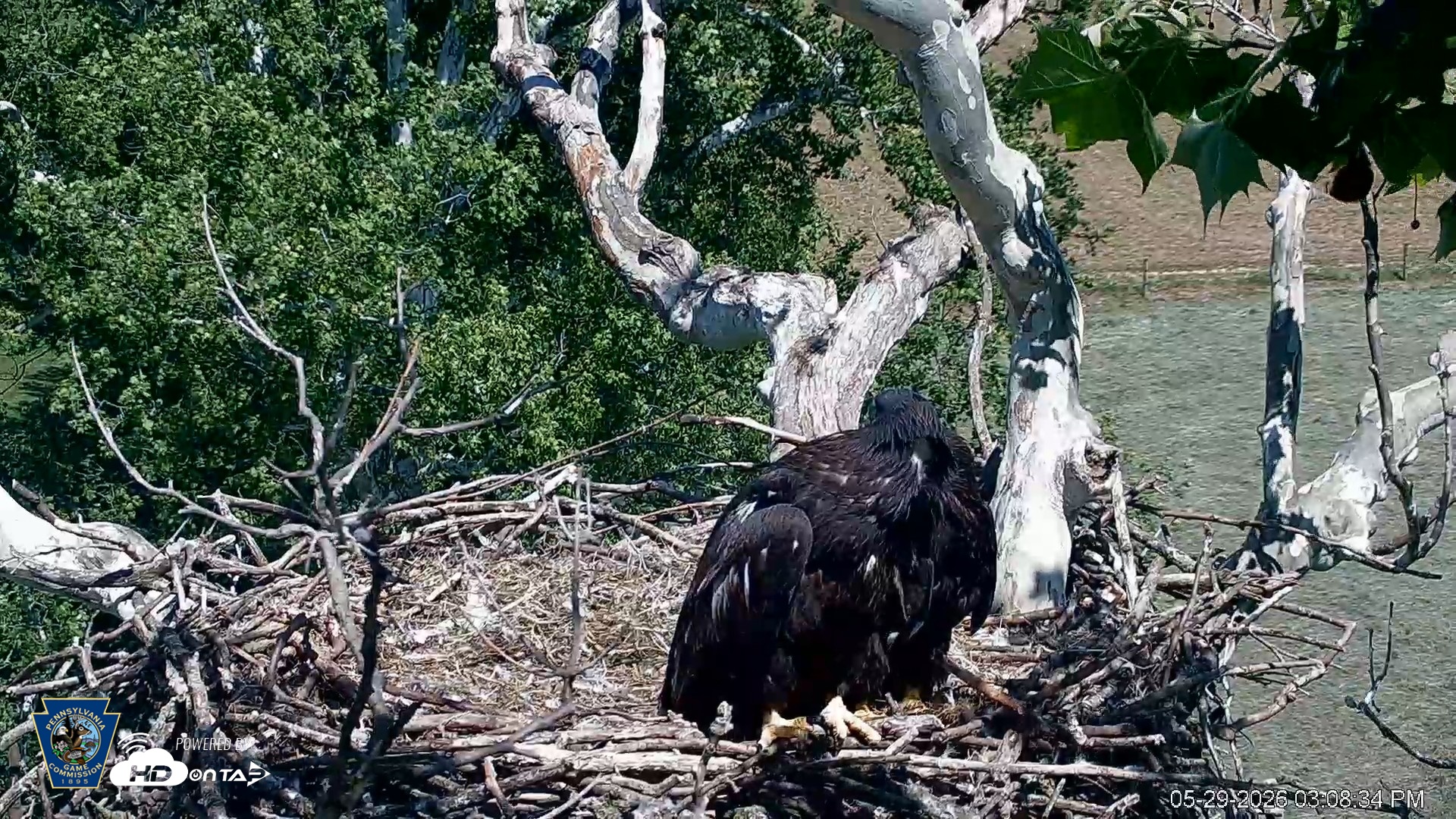 Snapshot of PA Farm Country Eagles Live Cams taken May 29, 2026, 3:09pm EDT