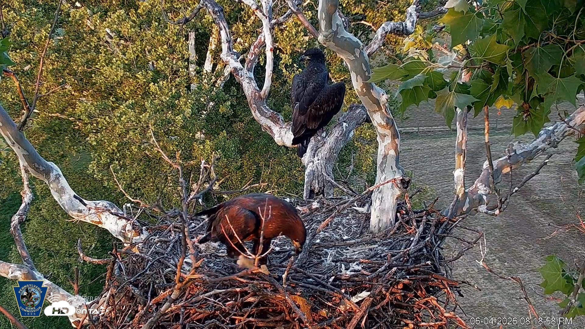 Snapshot of PA Farm Country Eagles Live Cams taken Jun 4, 2026, 8:19pm EDT