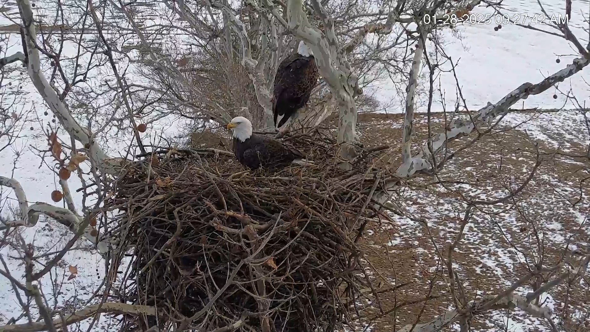 Snapshot of PA Farm Country Eagles Live Cams taken Jan 28, 2025, 9:28am EST