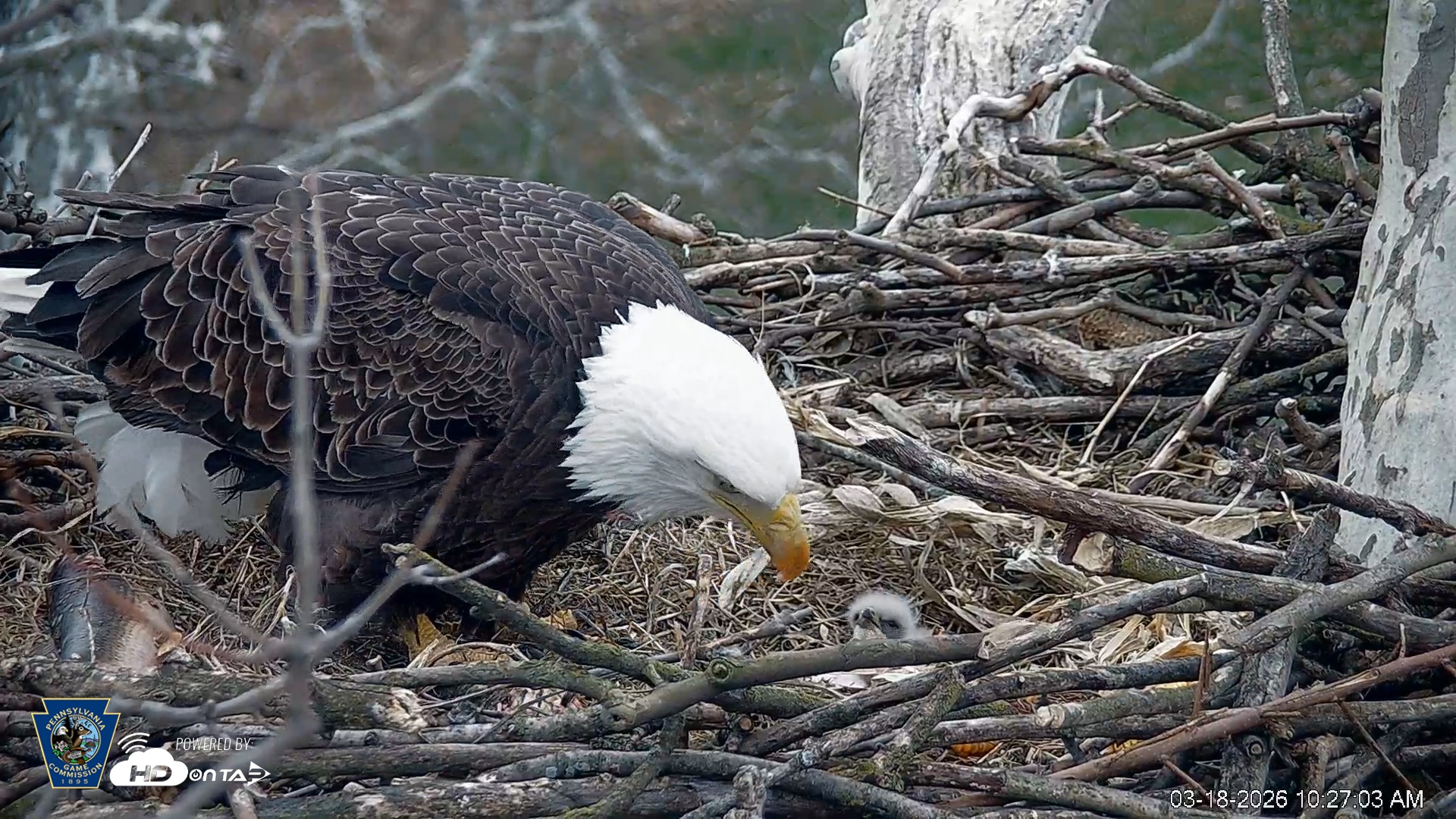 Snapshot of PA Farm Country Eagles Live Cams taken Mar 18, 2026, 10:27am EDT