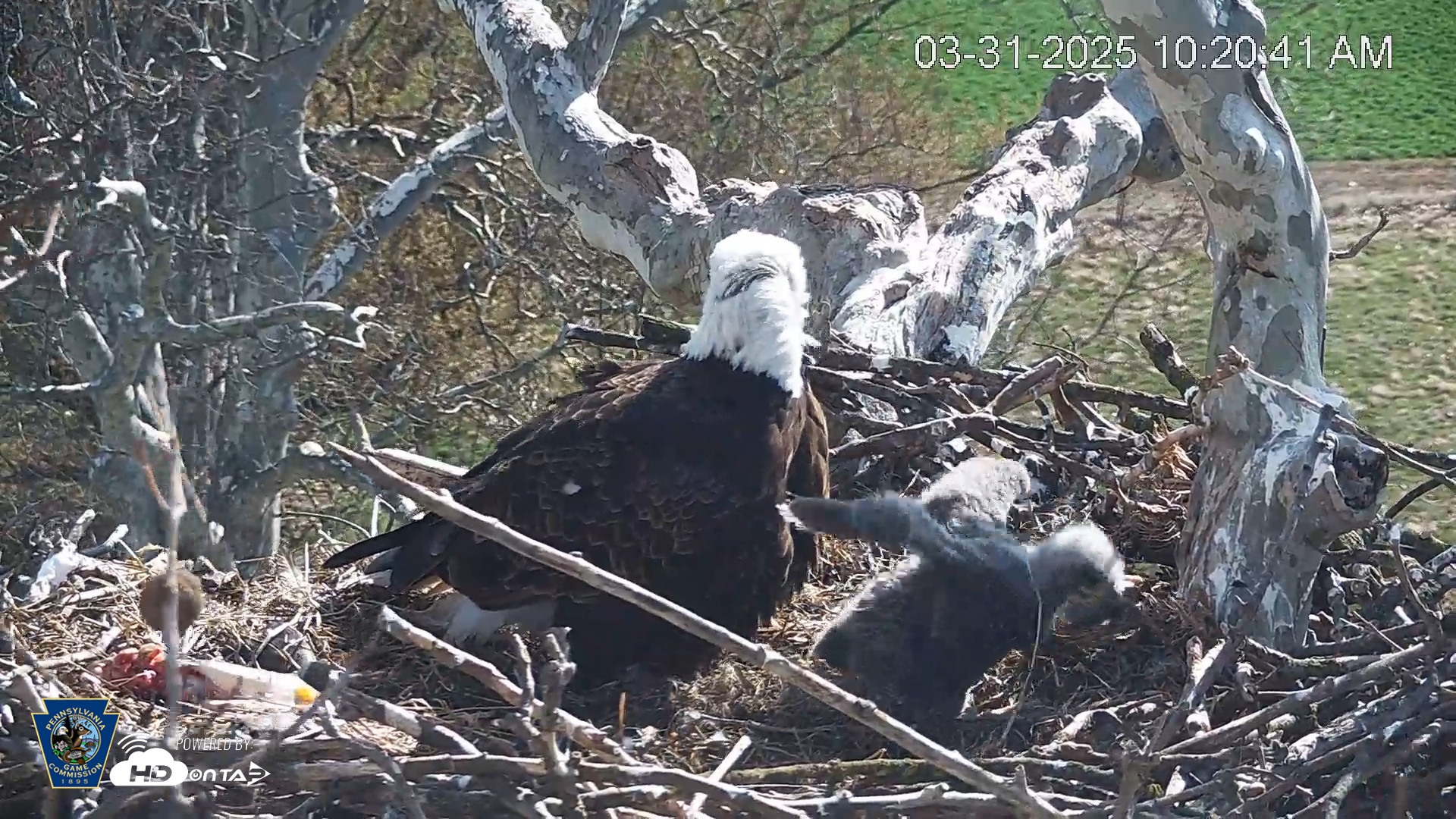 Snapshot of PA Farm Country Eagles Live Cams taken Mar 31, 2025, 10:21am EDT