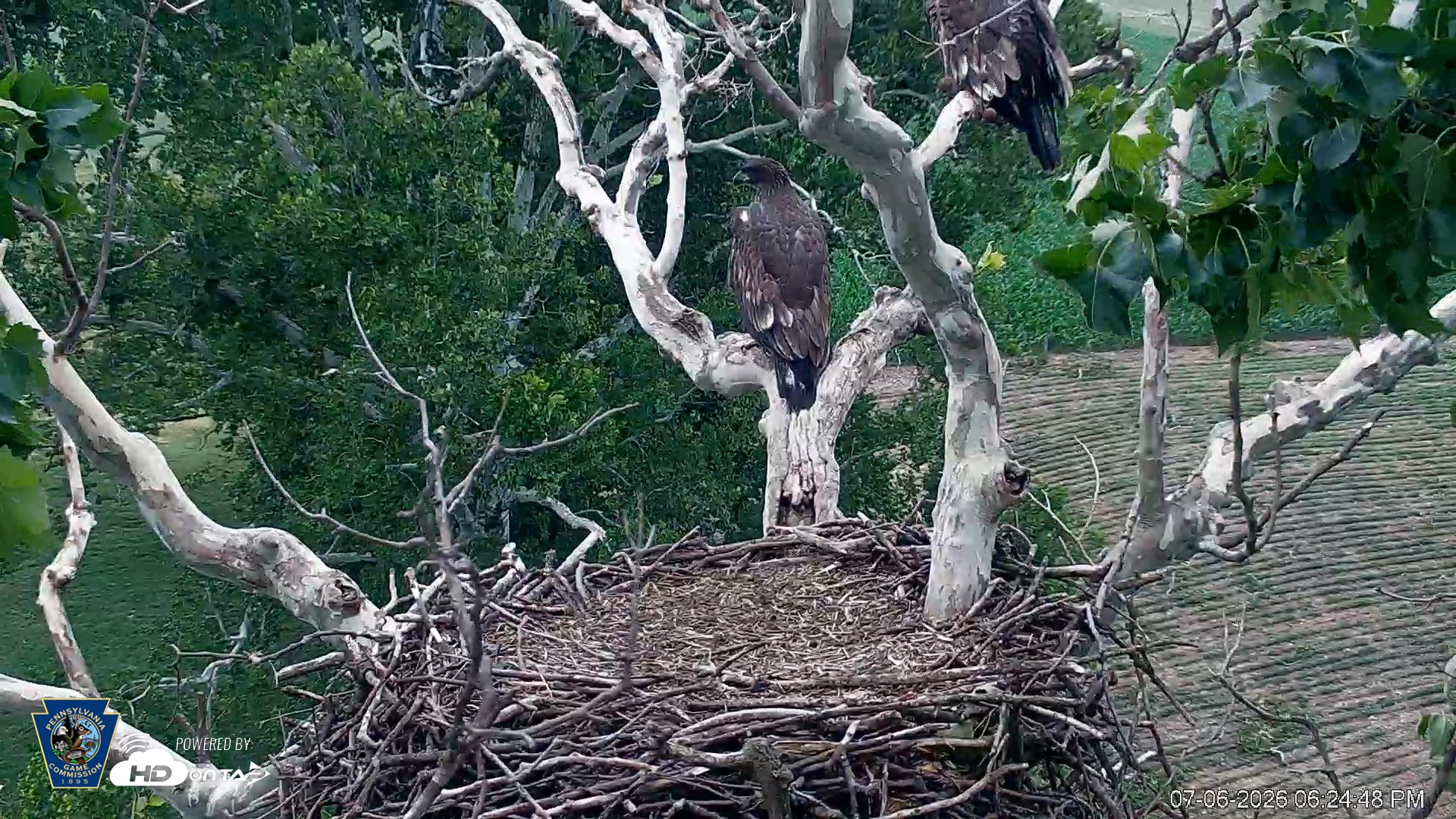 Snapshot of PA Farm Country Eagles Live Cams taken Jul 6, 2026, 6:25pm EDT