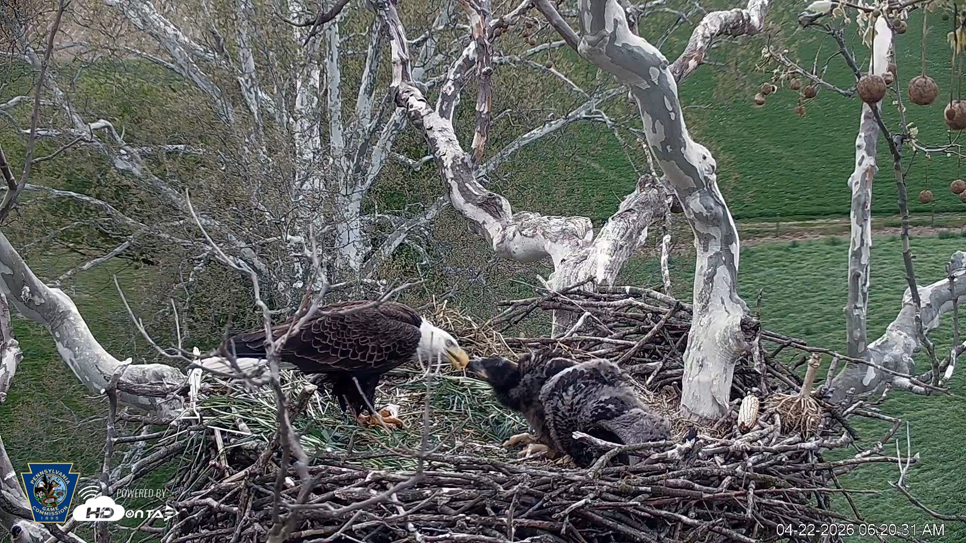 Snapshot of PA Farm Country Eagles Live Cams taken Apr 22, 2026, 6:21am EDT