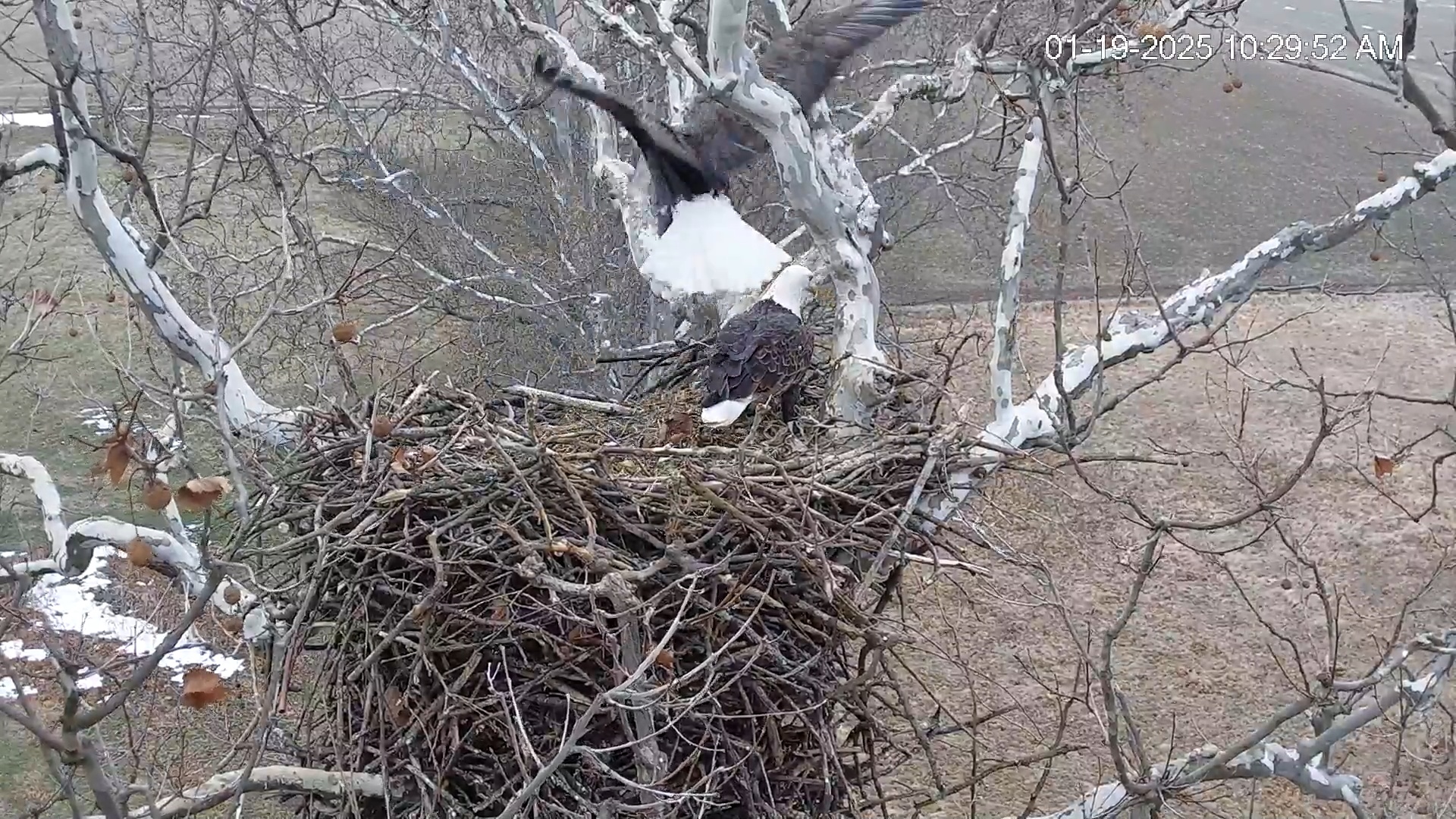 Snapshot of PA Farm Country Eagles Live Cams taken Jan 19, 2025, 10:30am EST