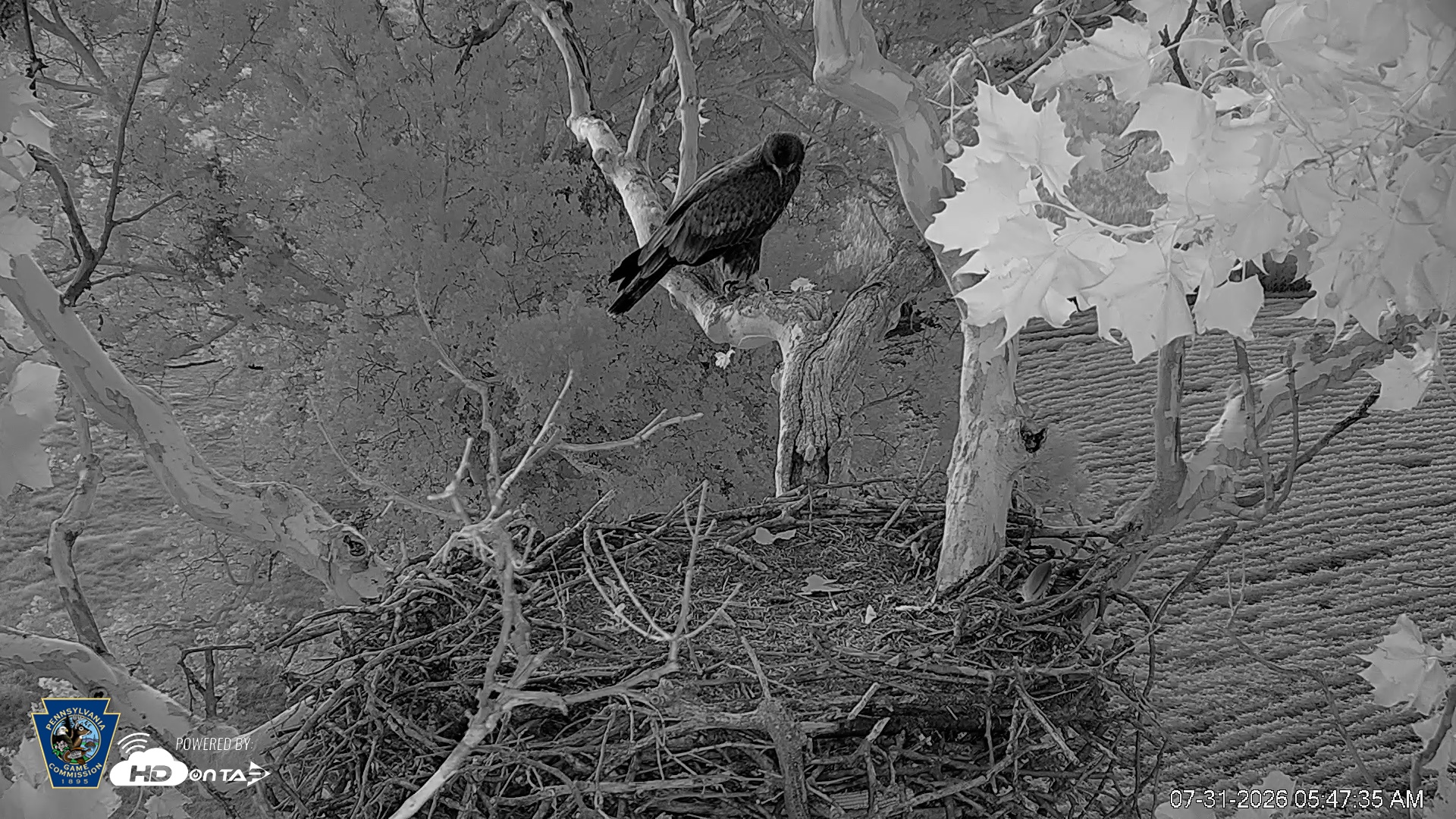 Snapshot of PA Farm Country Eagles Live Cams taken Jul 31, 2026, 5:48am EDT