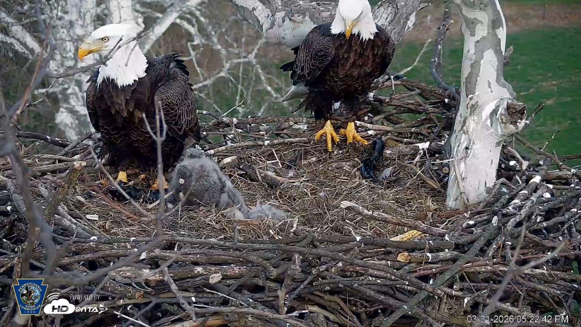 Snapshot of PA Farm Country Eagles Live Cams taken Mar 31, 2026, 5:23pm EDT