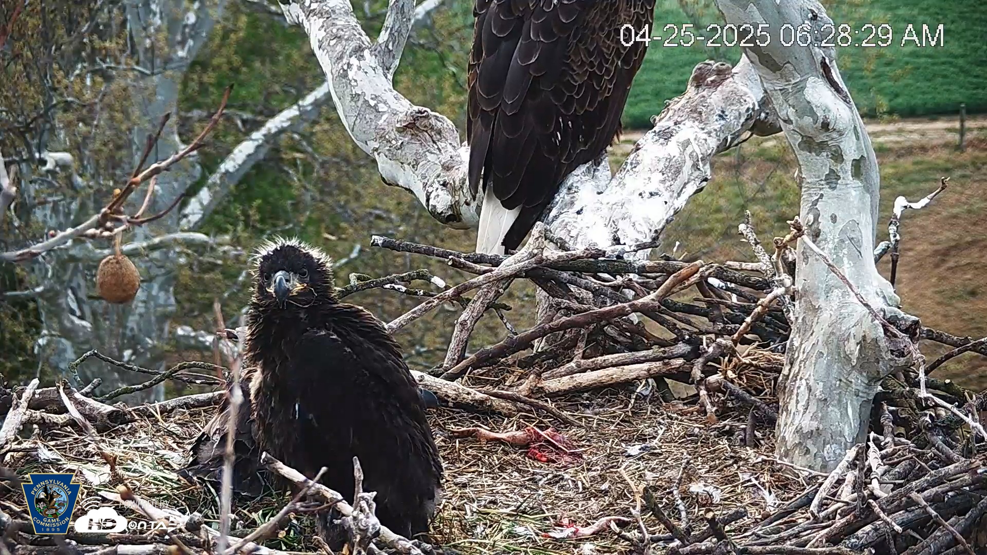 Snapshot of PA Farm Country Eagles Live Cams taken Apr 25, 2025, 6:29am EDT