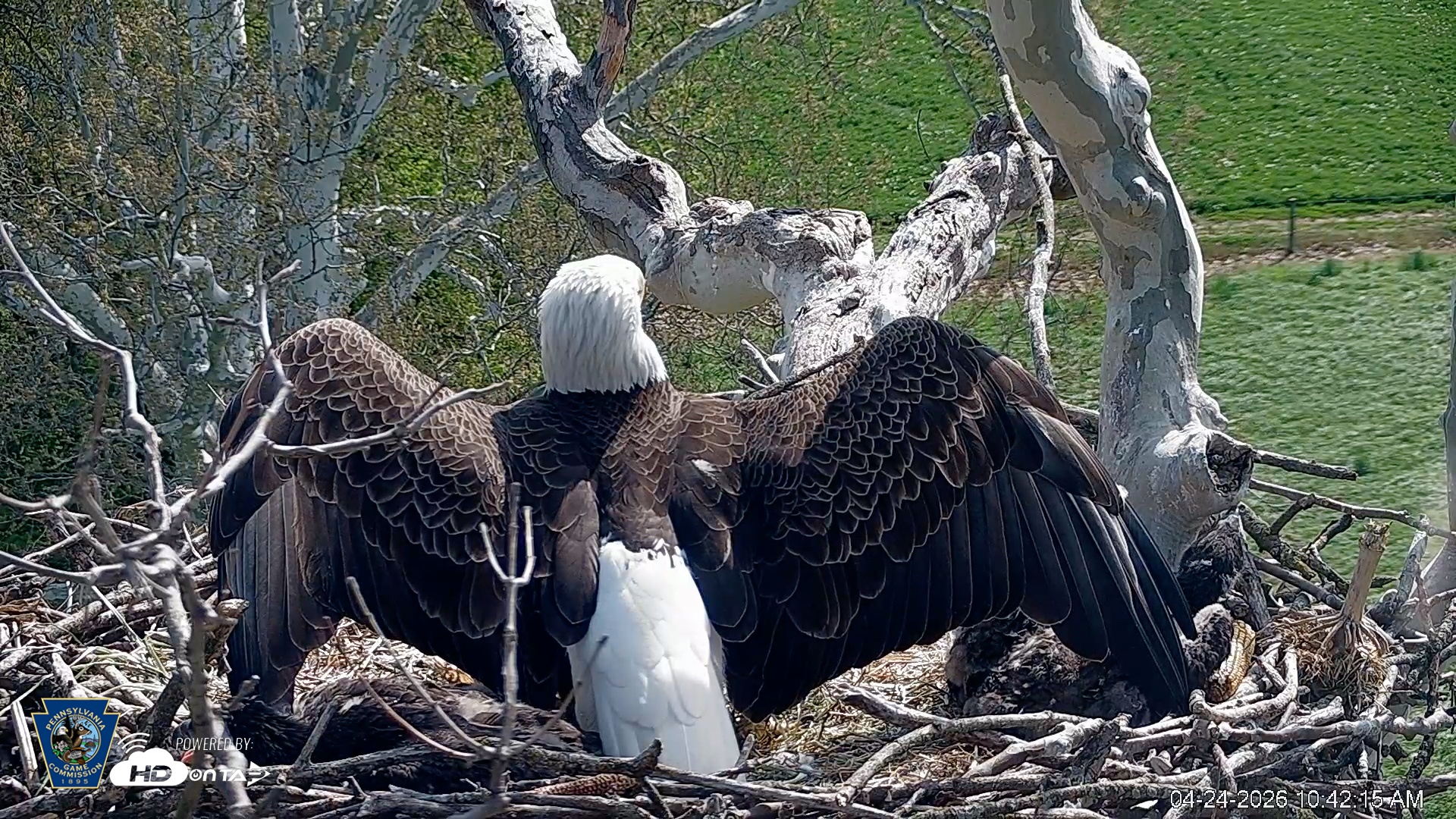 Snapshot of PA Farm Country Eagles Live Cams taken Apr 24, 2026, 10:43am EDT