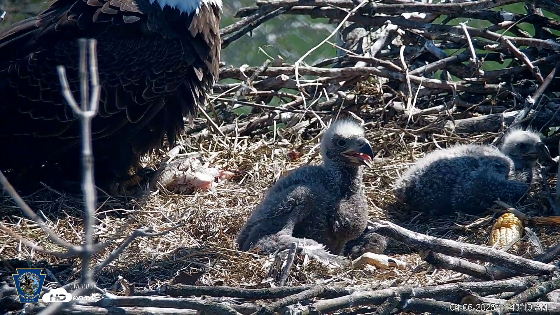 Snapshot of PA Farm Country Eagles Live Cams taken Apr 6, 2026, 11:44am EDT