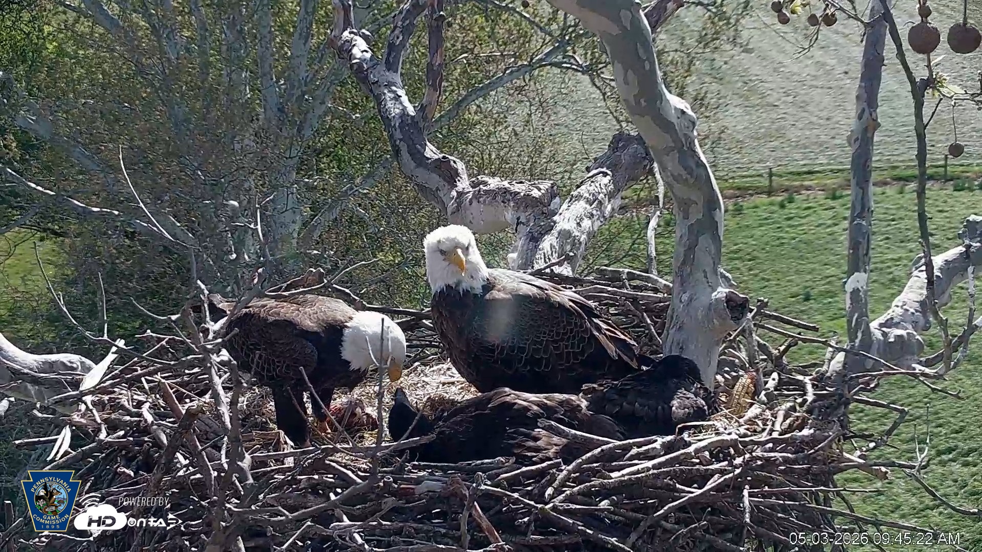 Snapshot of PA Farm Country Eagles Live Cams taken May 3, 2026, 9:46am EDT
