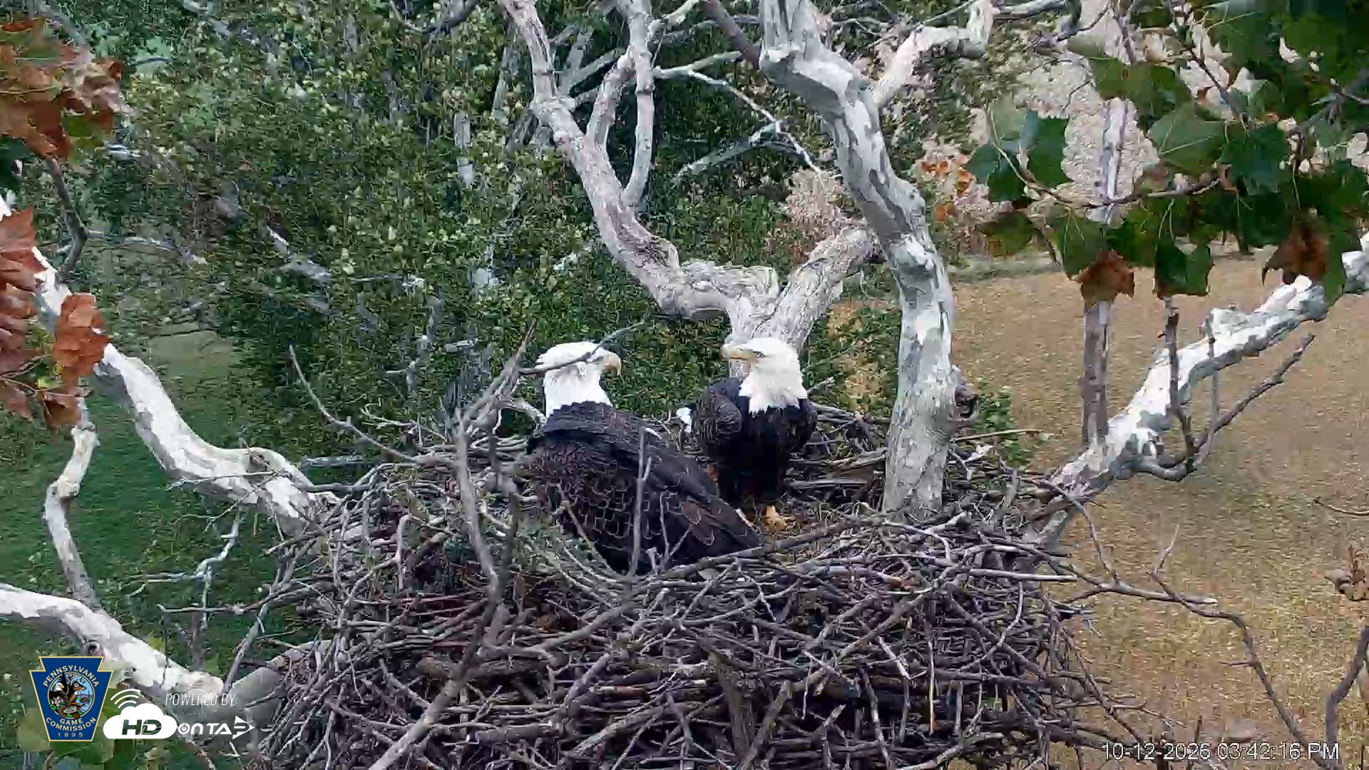 Snapshot of PA Farm Country Eagles Live Cams taken Oct 12, 2026, 3:43pm EDT