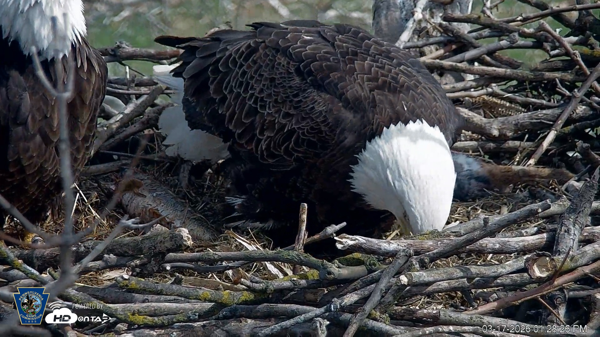 Snapshot of PA Farm Country Eagles Live Cams taken Mar 17, 2026, 1:29pm EDT