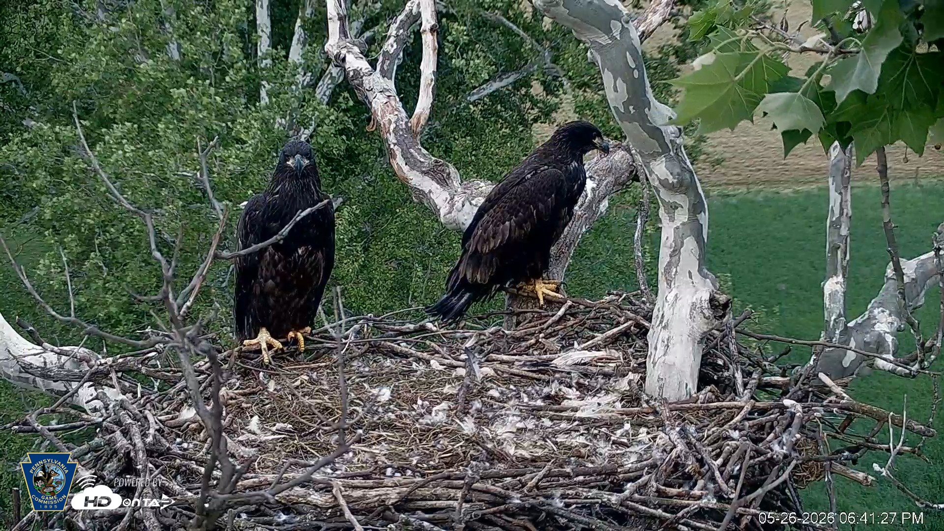 Snapshot of PA Farm Country Eagles Live Cams taken May 26, 2026, 6:42pm EDT