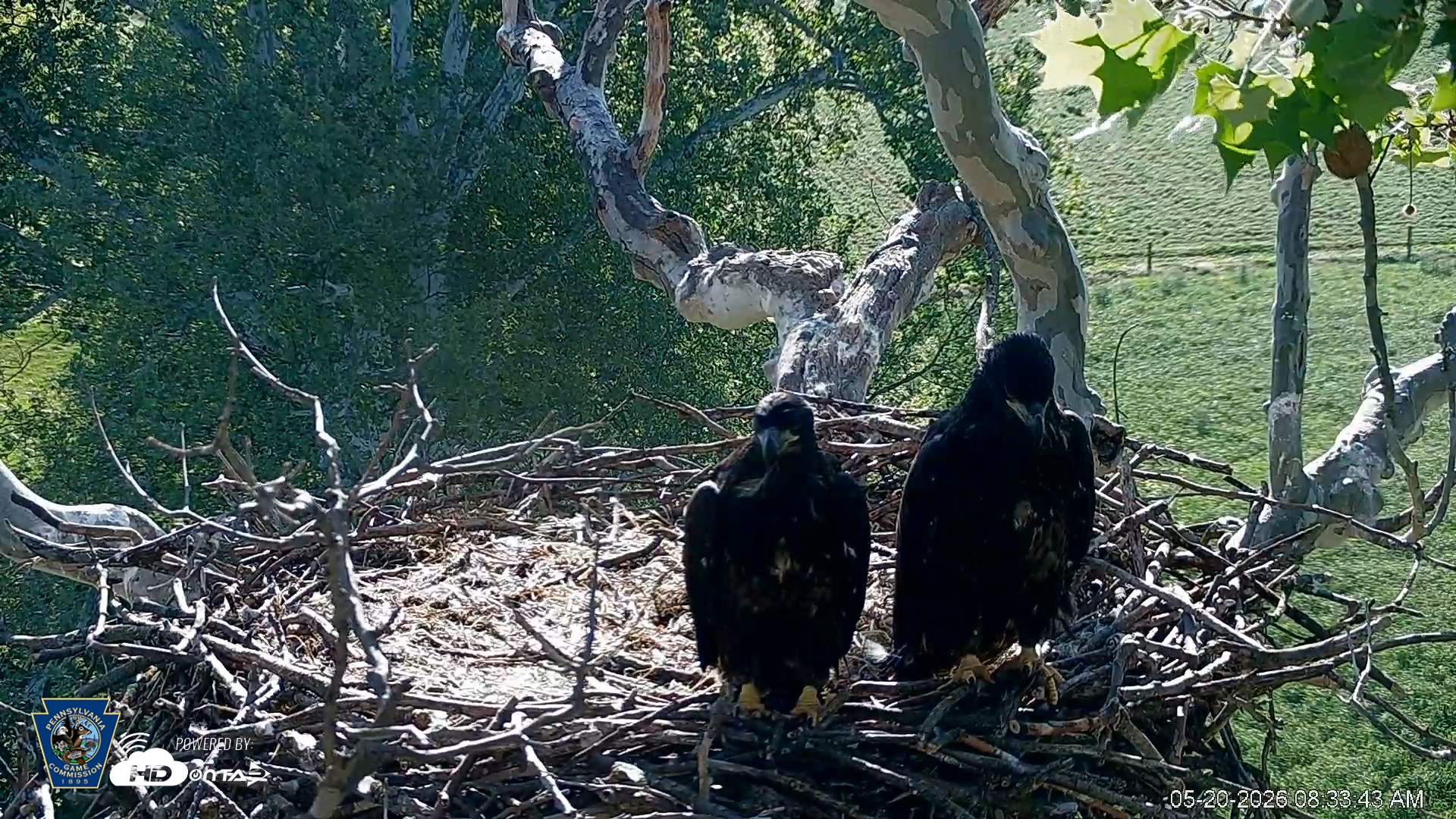 Snapshot of PA Farm Country Eagles Live Cams taken May 20, 2026, 8:34am EDT