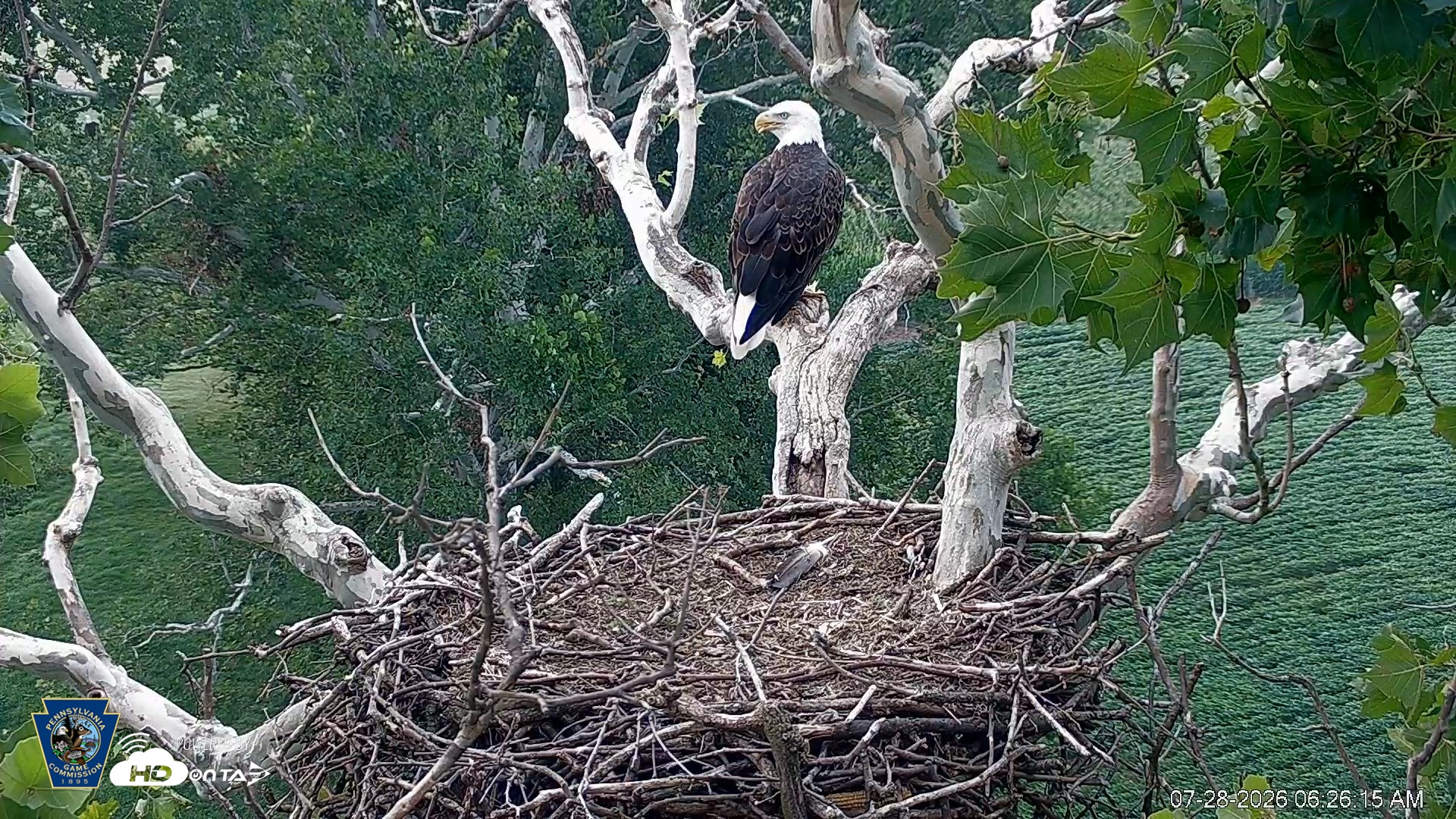 Snapshot of PA Farm Country Eagles Live Cams taken Jul 28, 2026, 6:27am EDT