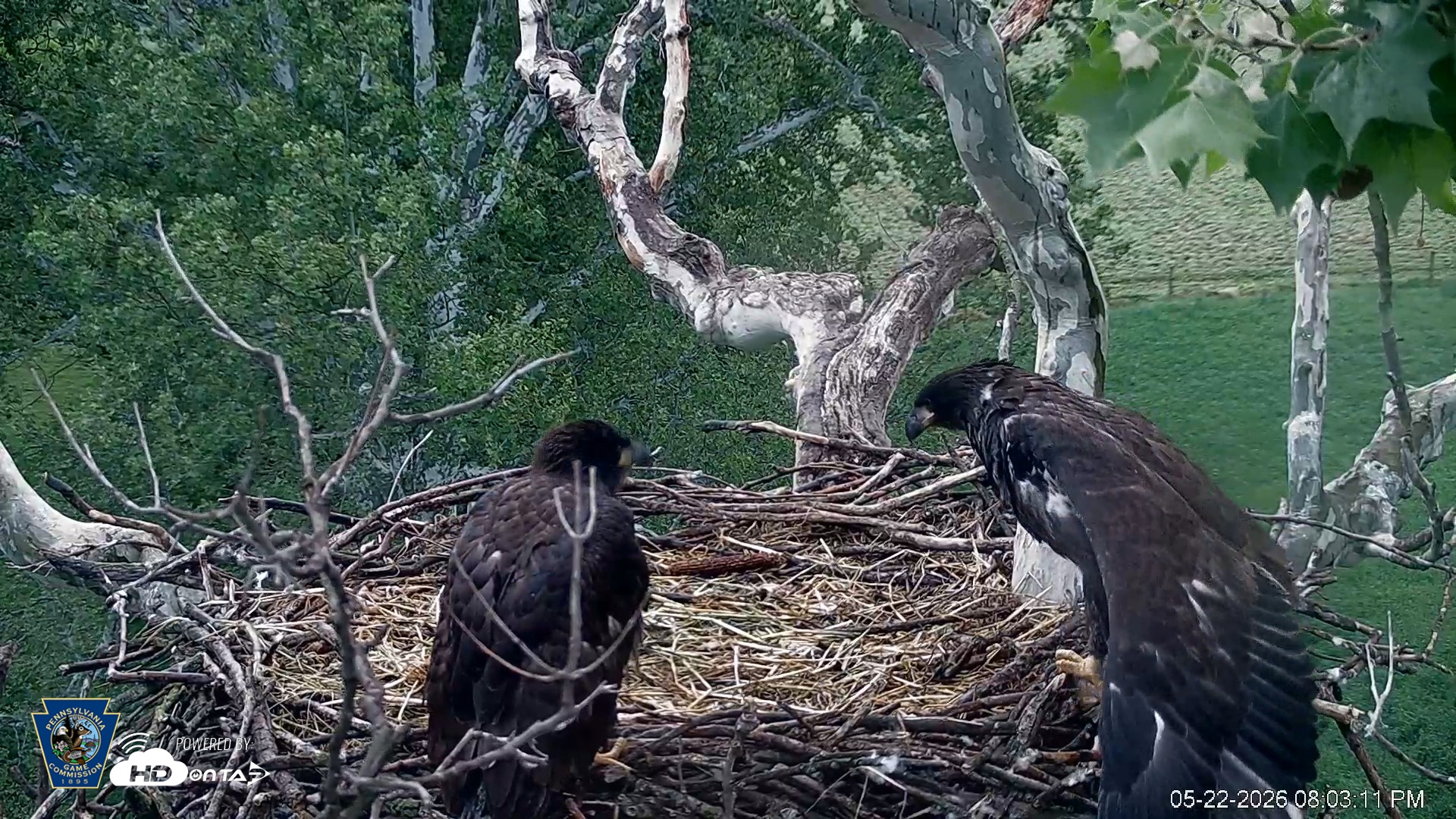 Snapshot of PA Farm Country Eagles Live Cams taken May 22, 2026, 8:04pm EDT